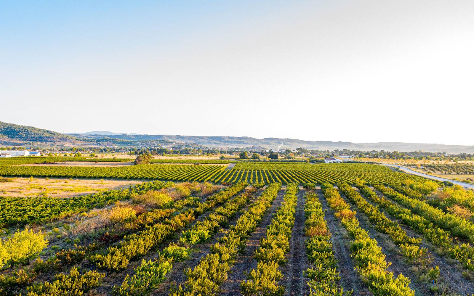 gîtes au cœurs des vignes