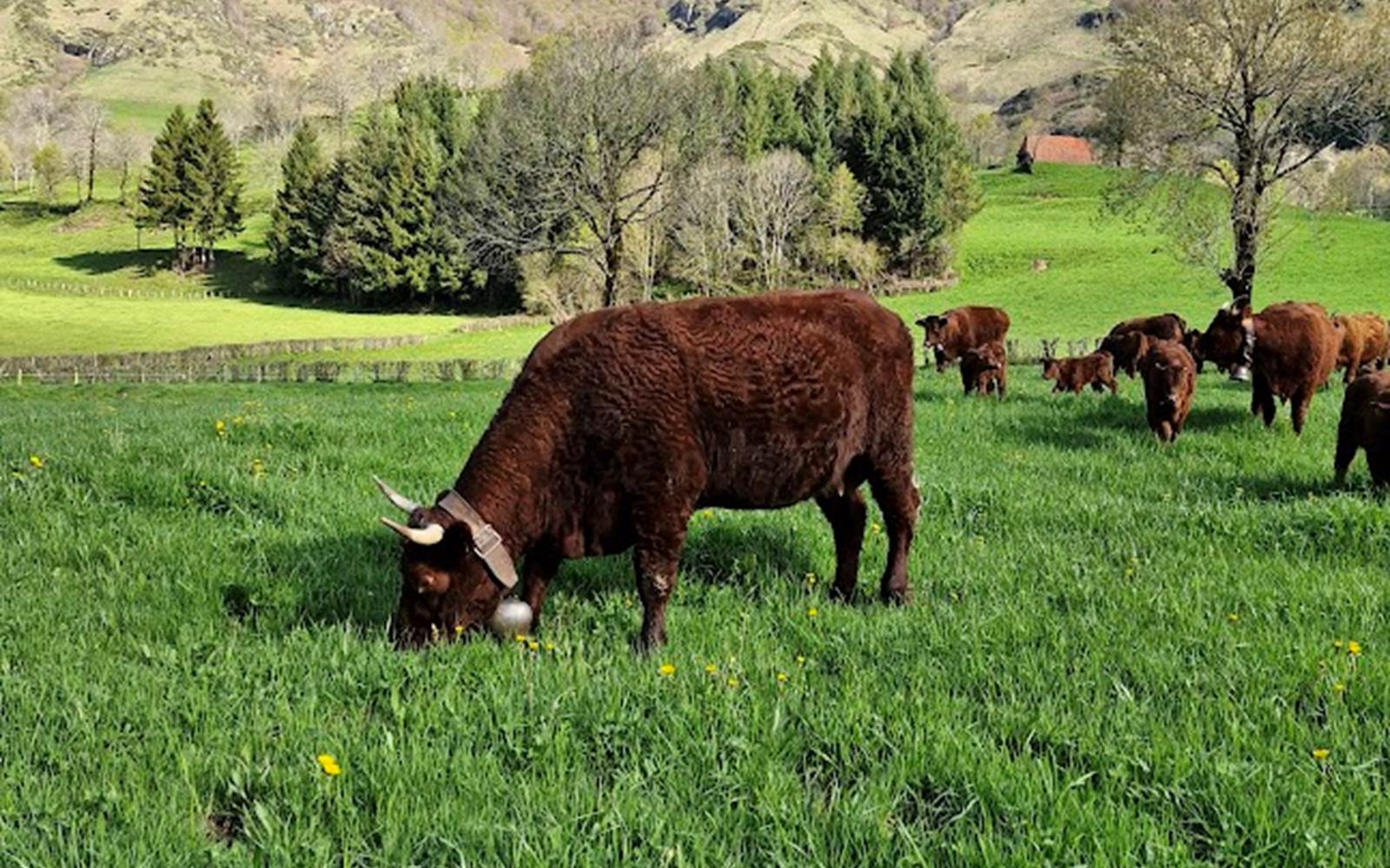 Nos vaches Salers