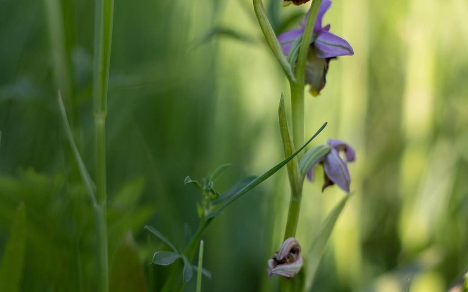 drone-orchis-5188485_1280