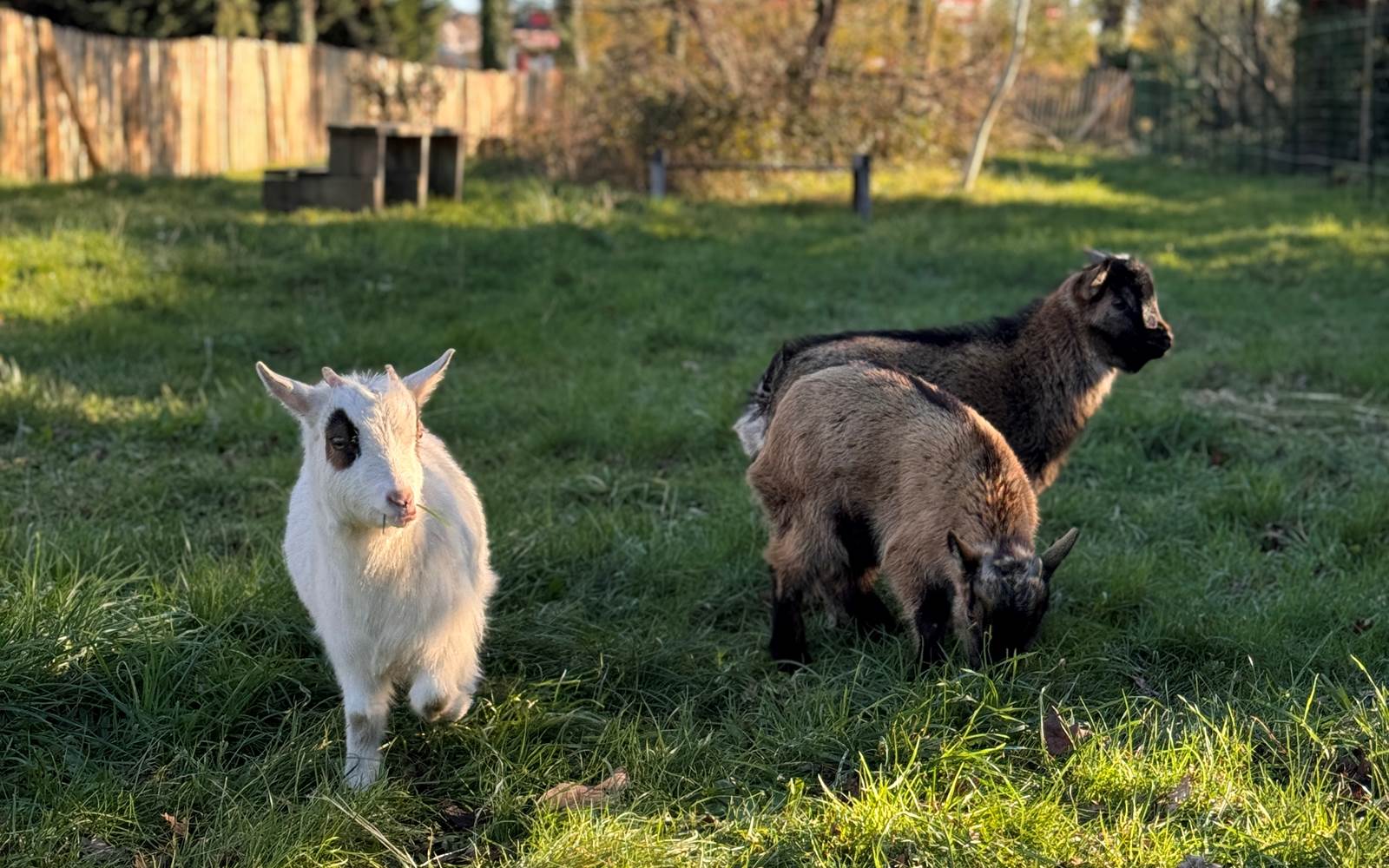 Chevreaux chez Naéco