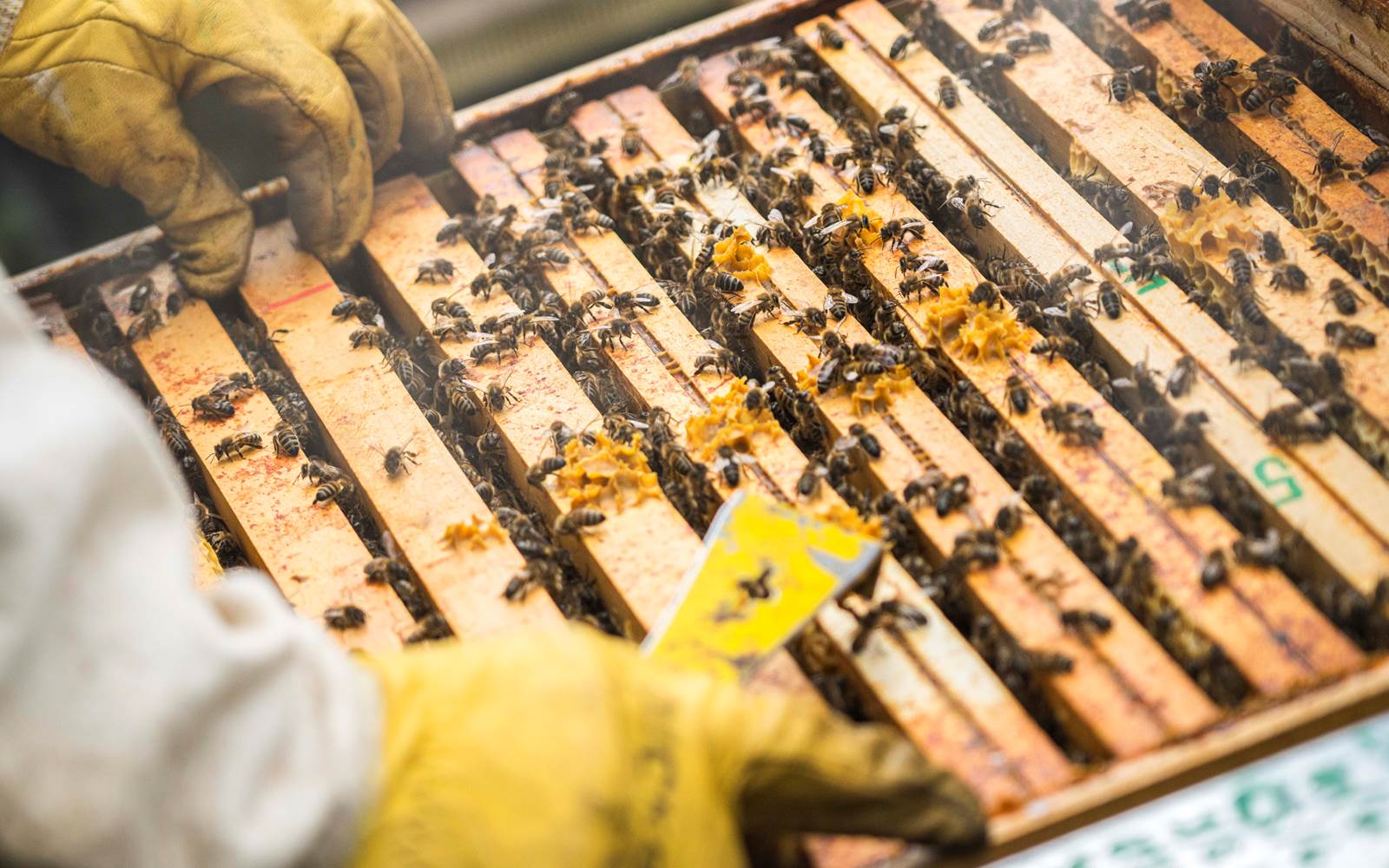Abeilles