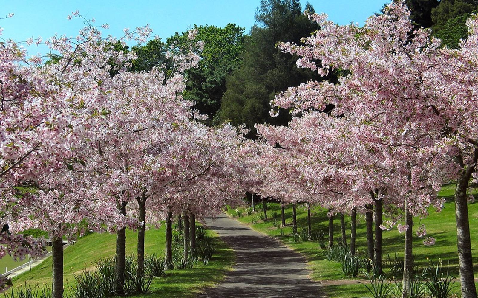 prés en fleur au printemps en alsace