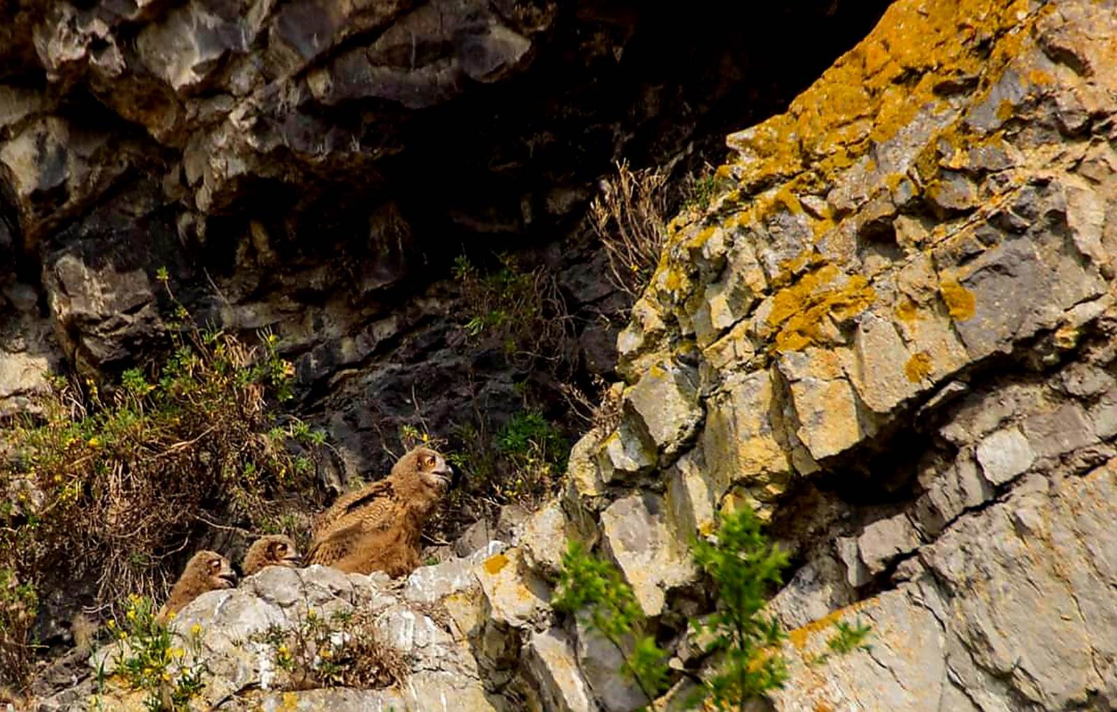 Falaise Couvin-carousel
