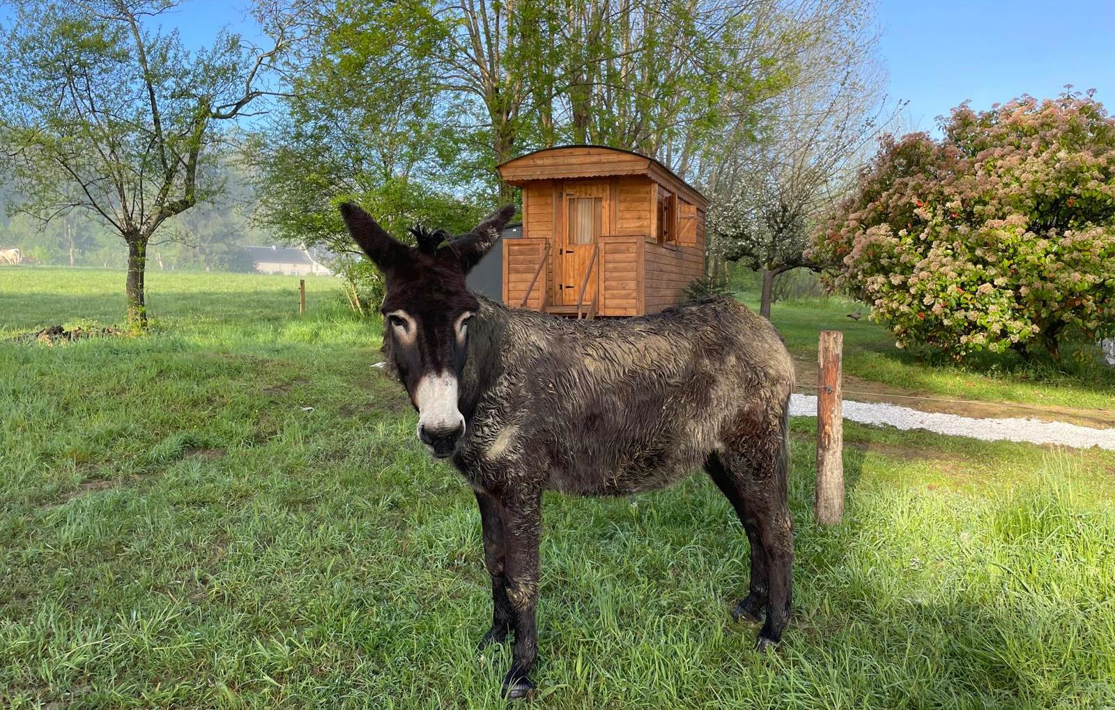 Accueil d'ânes-carousel