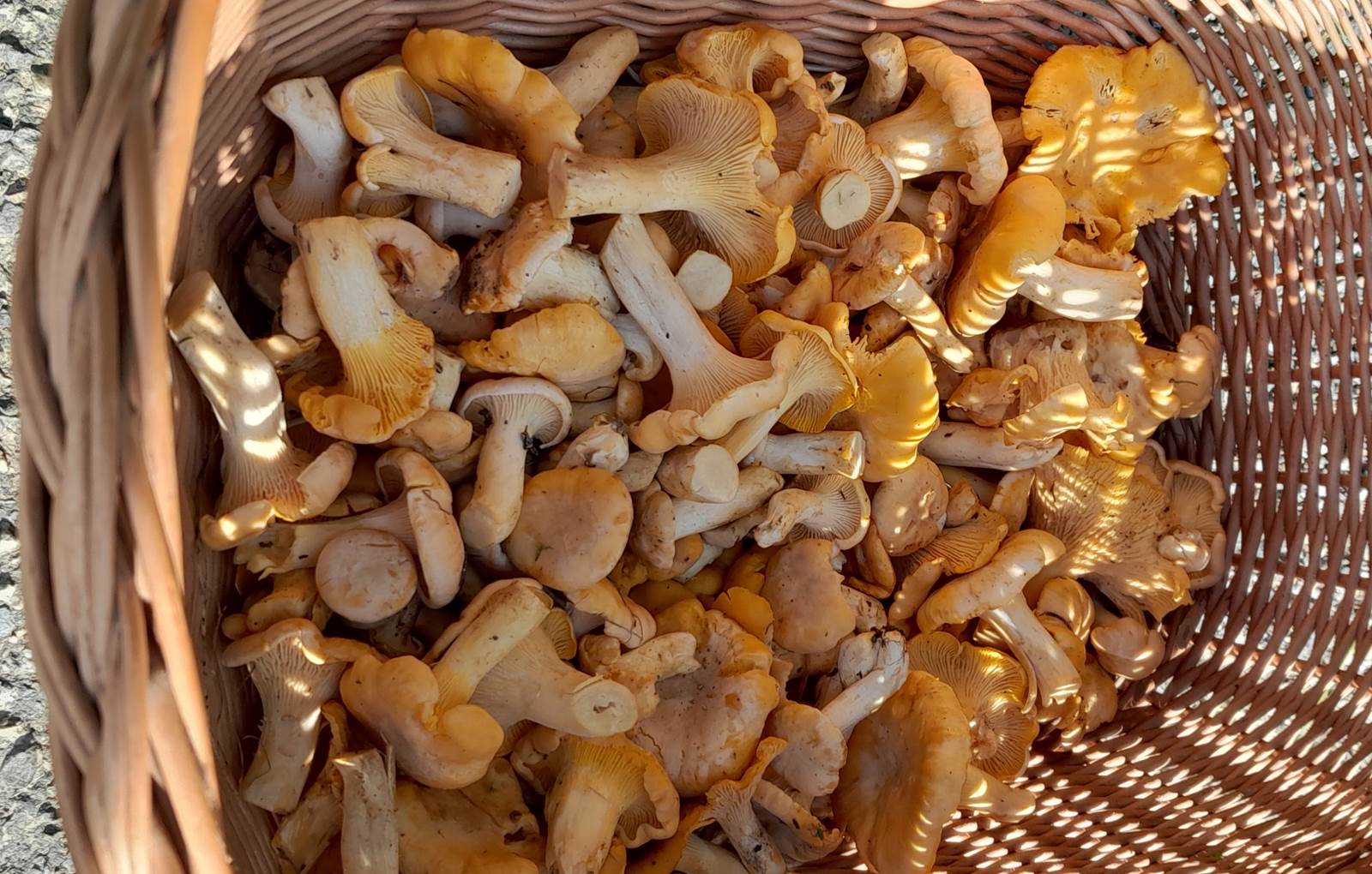 Domaine_de_Calabel©_Pouylebon_vacances_piscine_gers_champignons-carousel