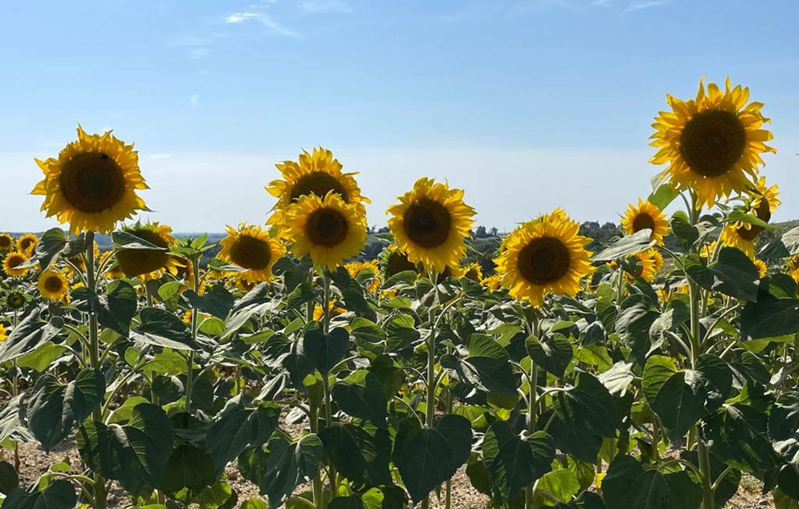Domaine_de_Calabel©_Pouylebon_vacances_piscine_gers_tournesol-carousel