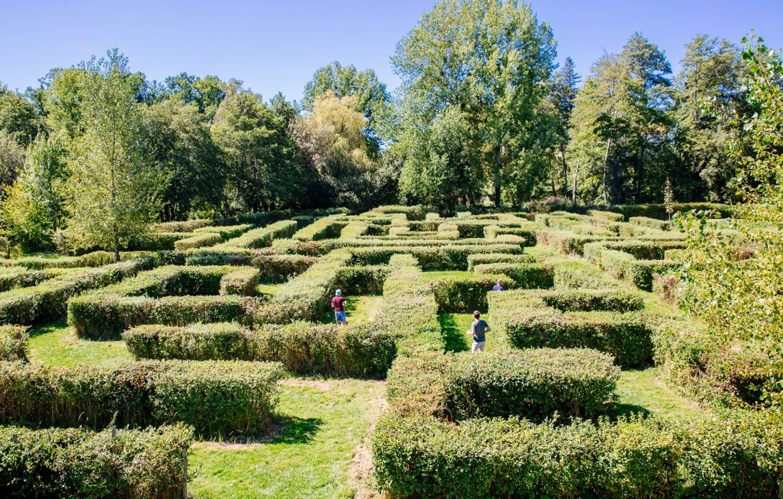 labyrinthe végétal-carousel