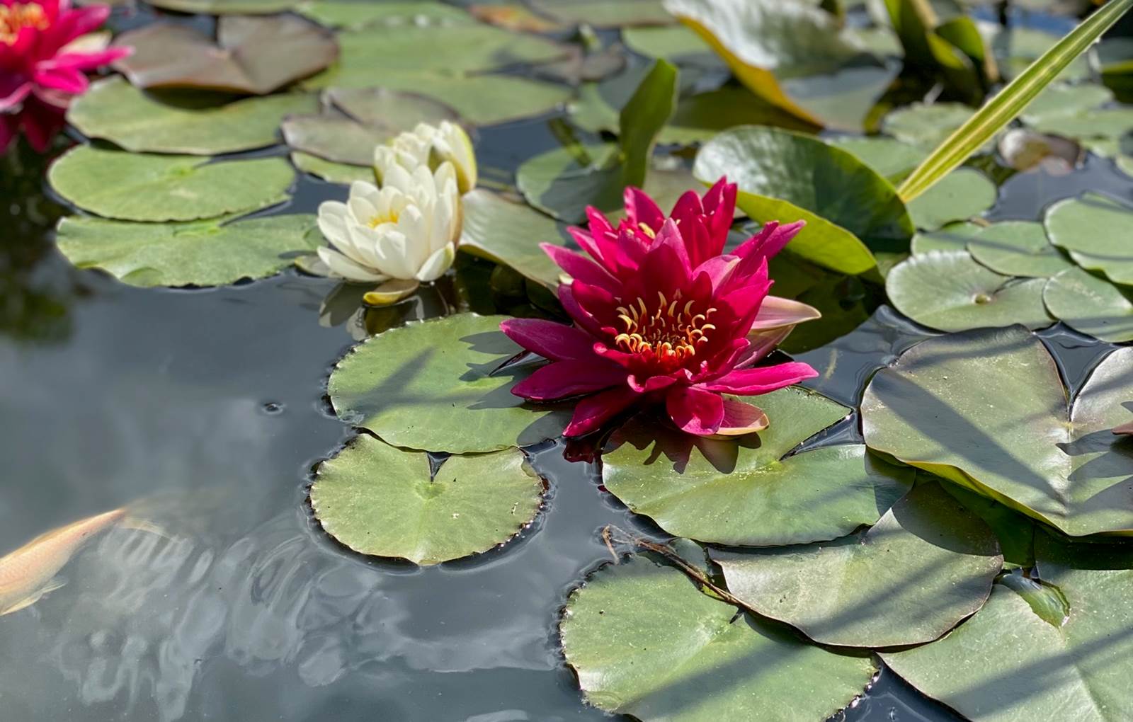 Bassin Japonais-carousel