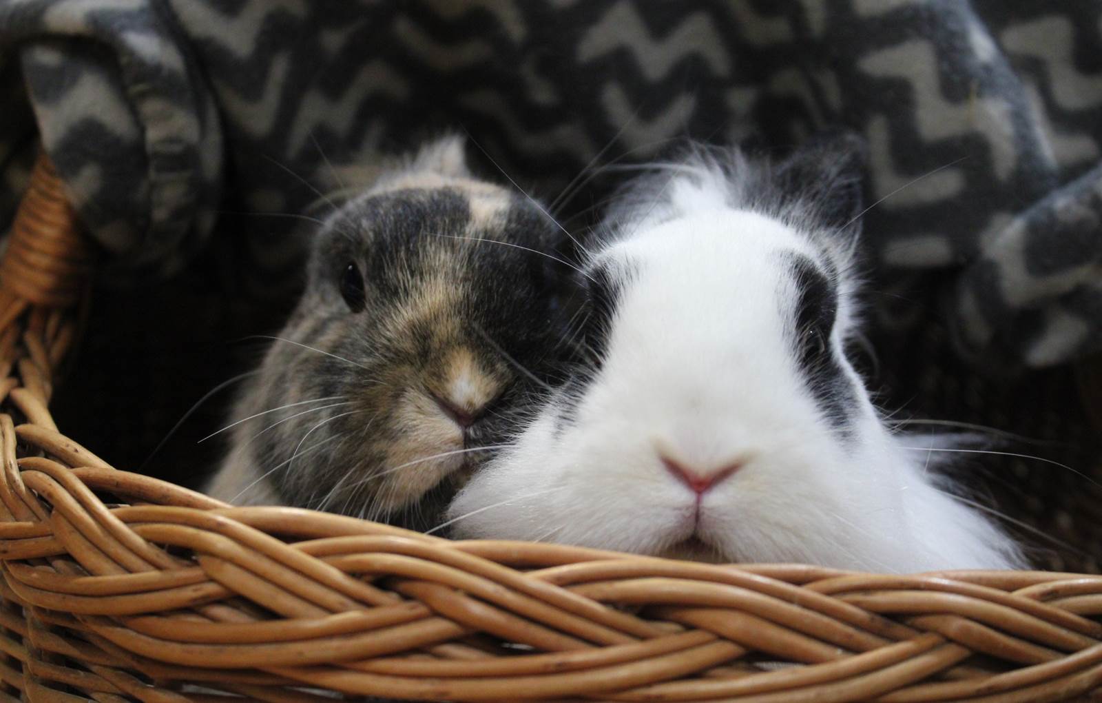 Domaine_de_Calabel©_Pouylebon_vacances_piscine_gers-carousel