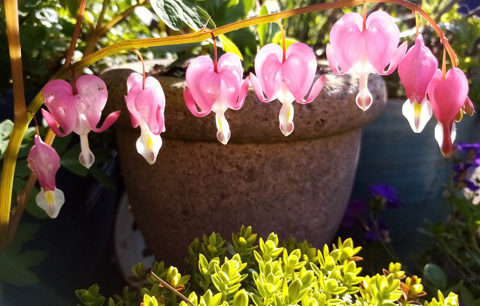 Coeur de Marie-carousel