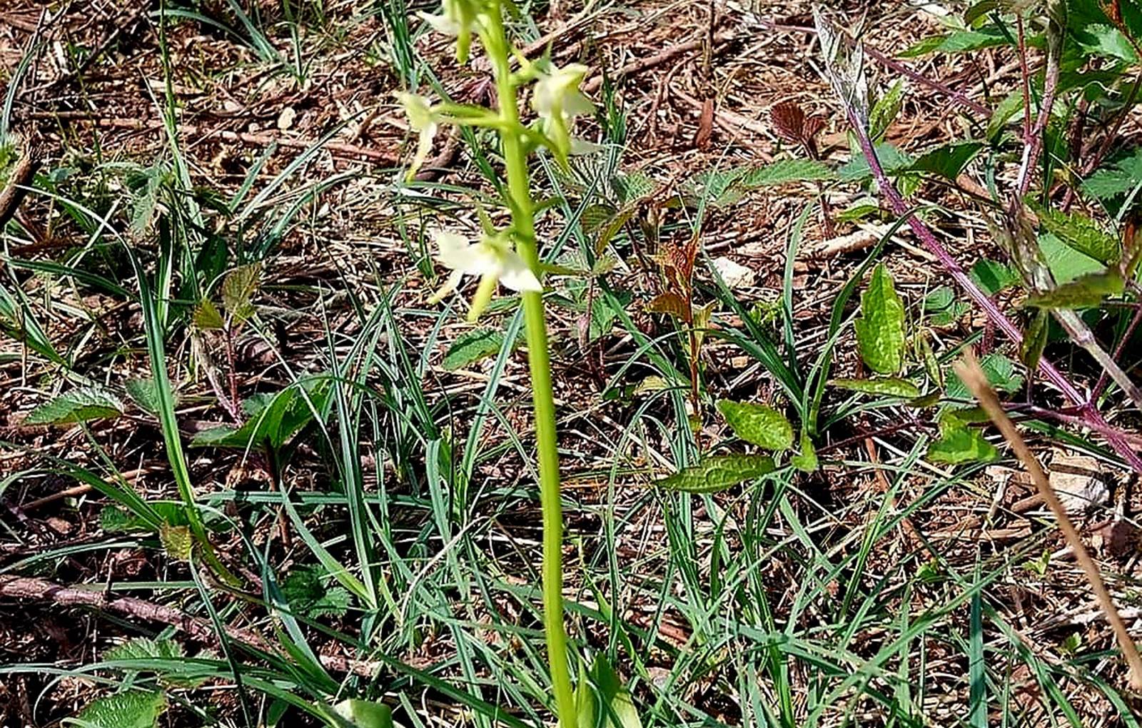Orchidée  pelouse calcaire-carousel