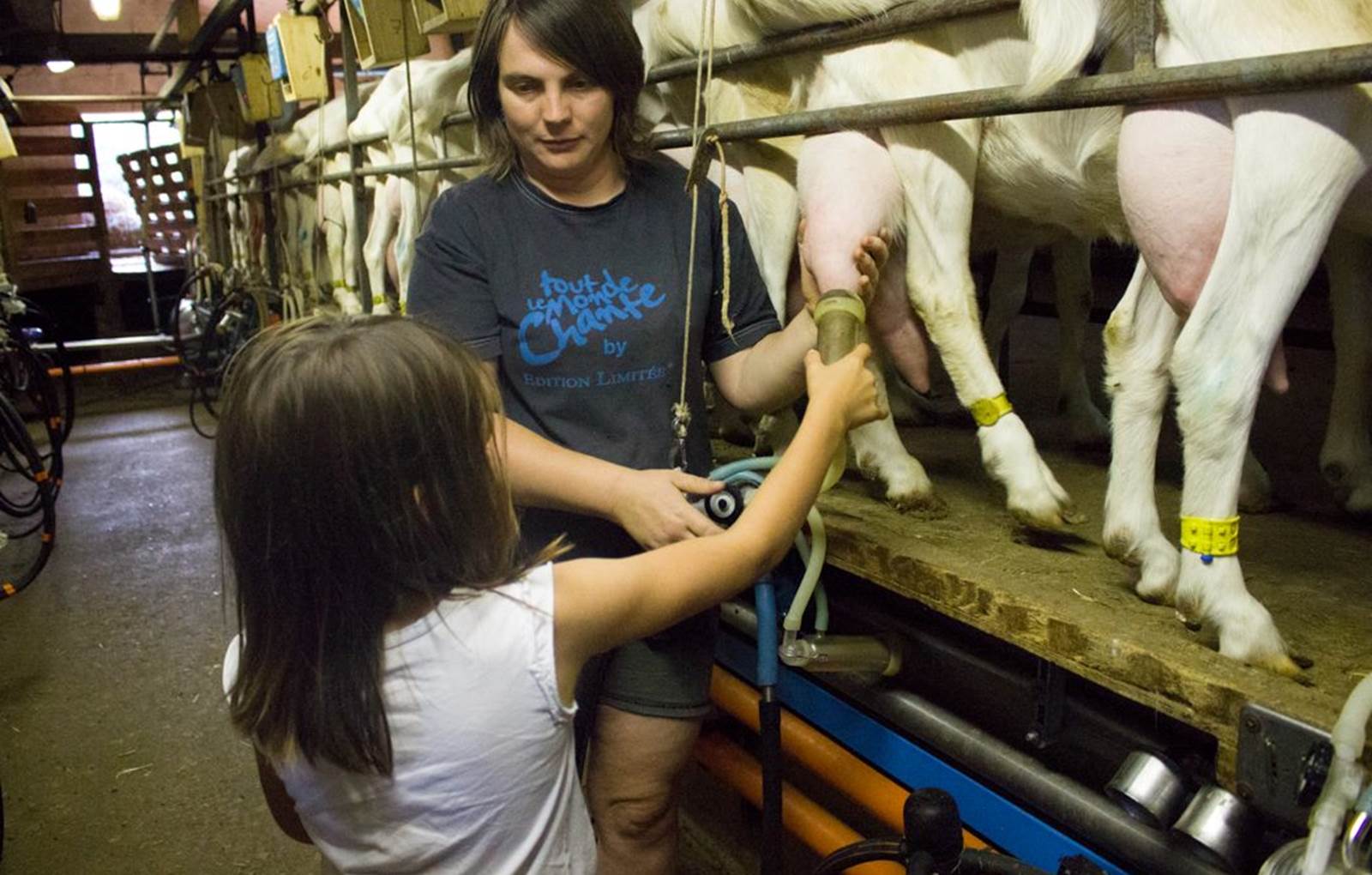 traite des chevres2-carousel