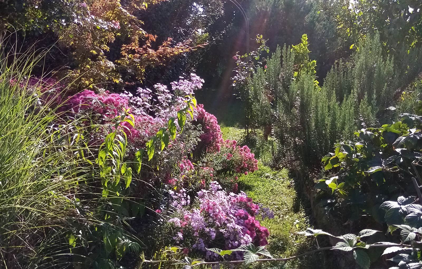 Une allée du jardin-carousel