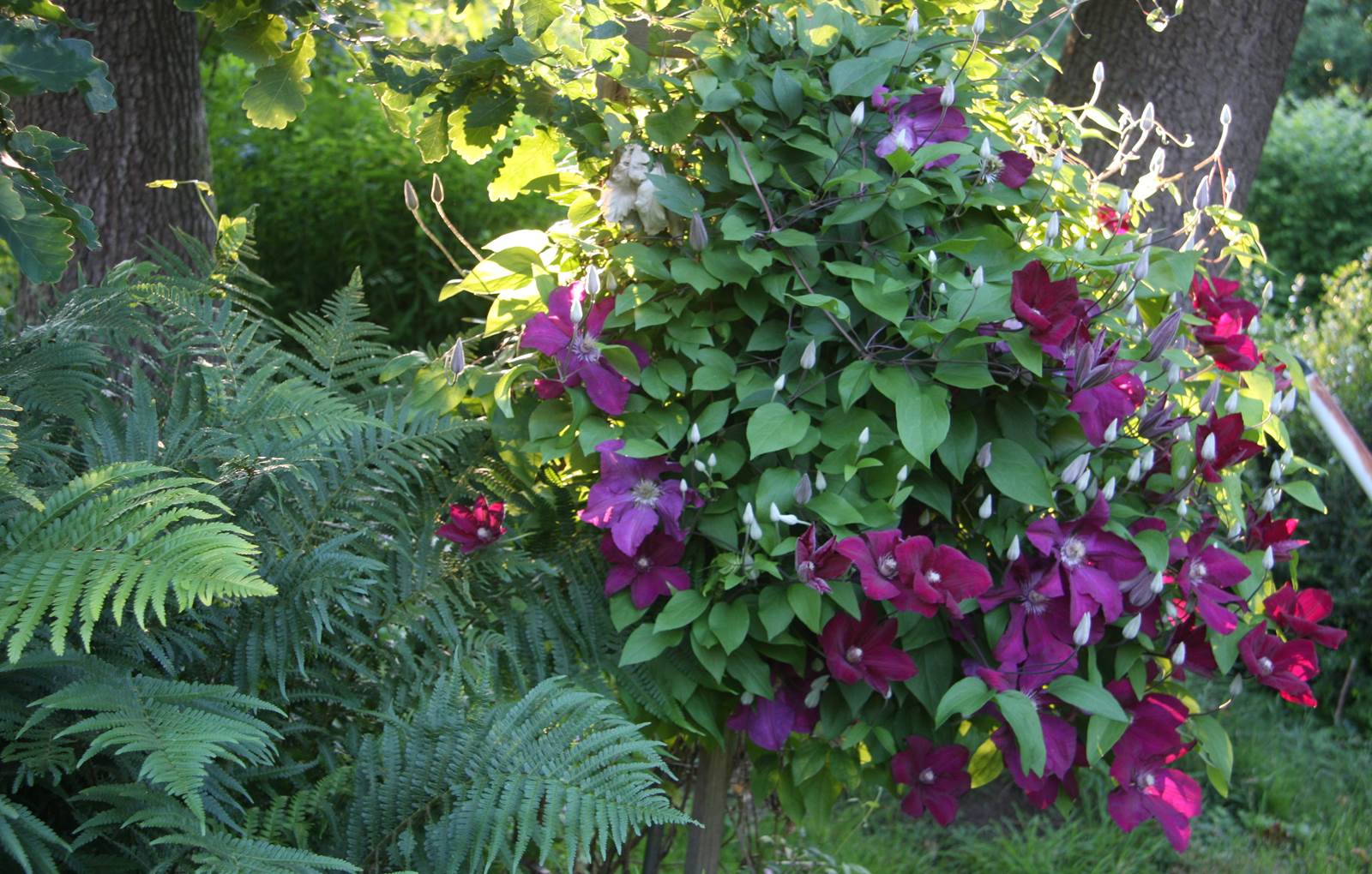 massif de fleurs-carousel