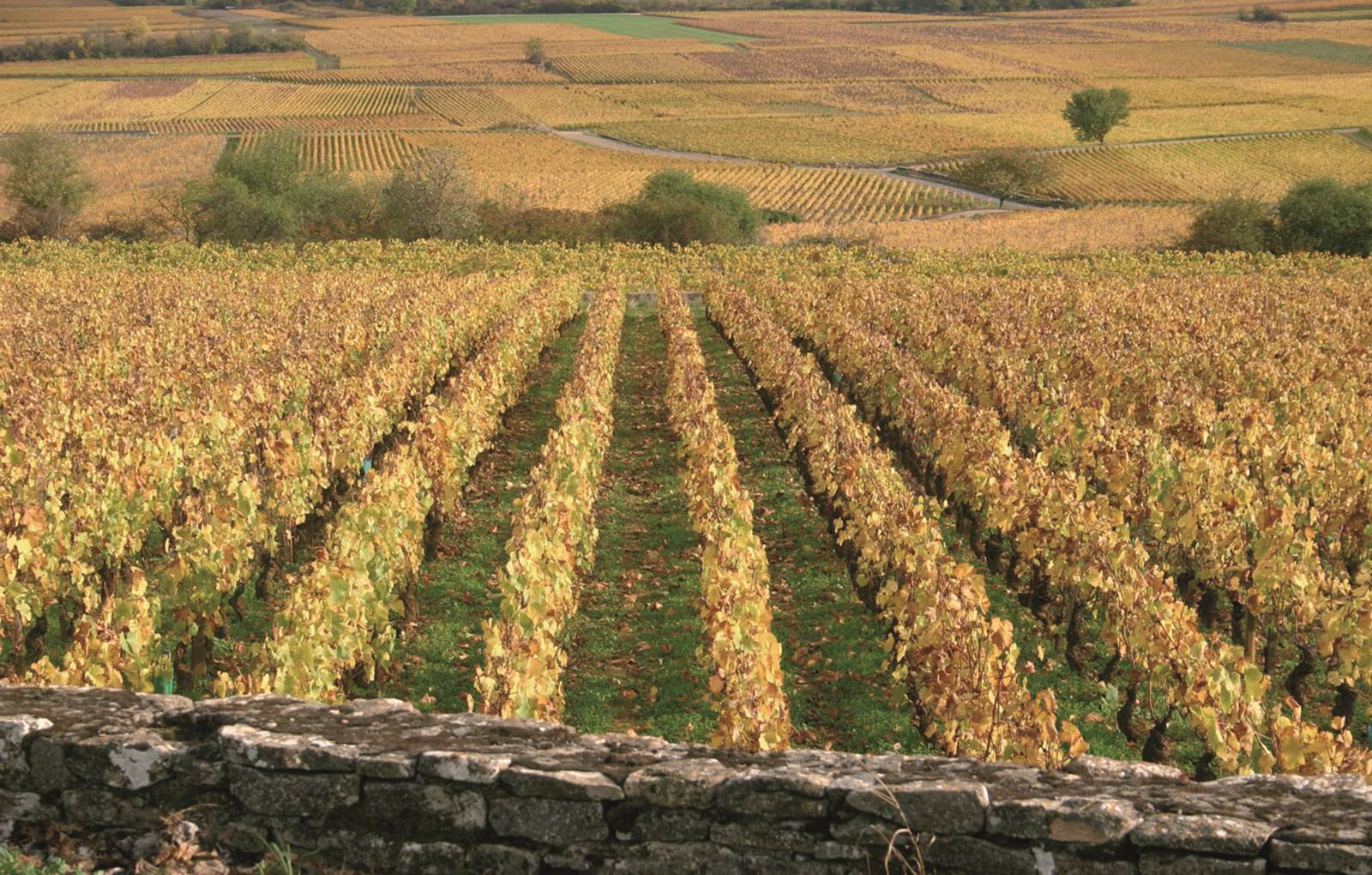 Automne dans les vignes de Meursault-carousel