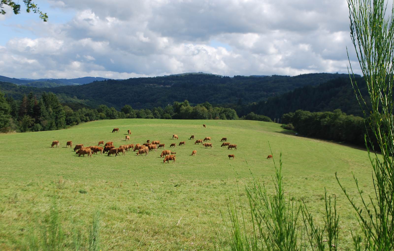 Paysages autour de la Maison du Masjoubert 87120, les vaches au prés en Limousin-carousel