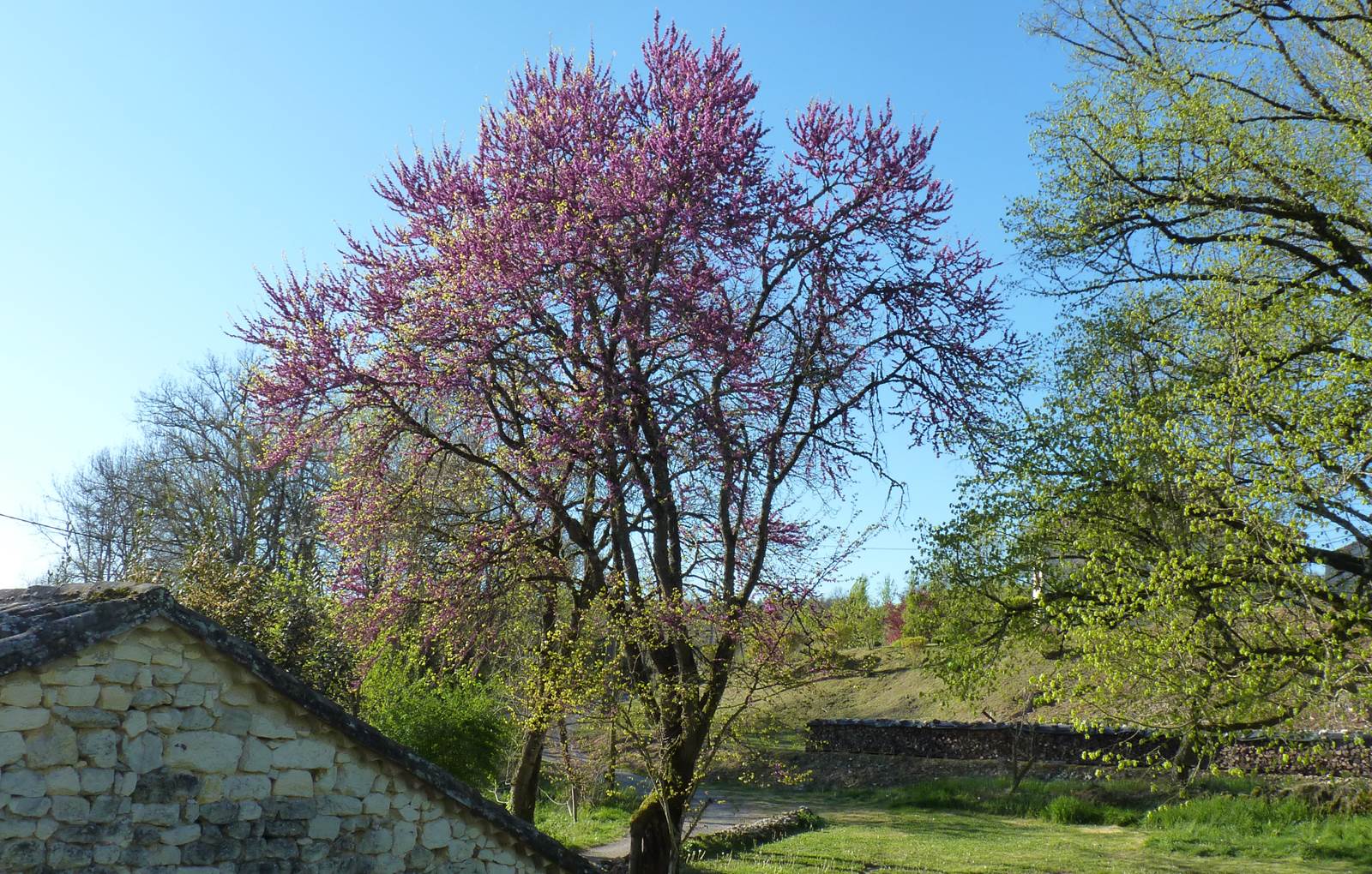 Arbre de judée-carousel