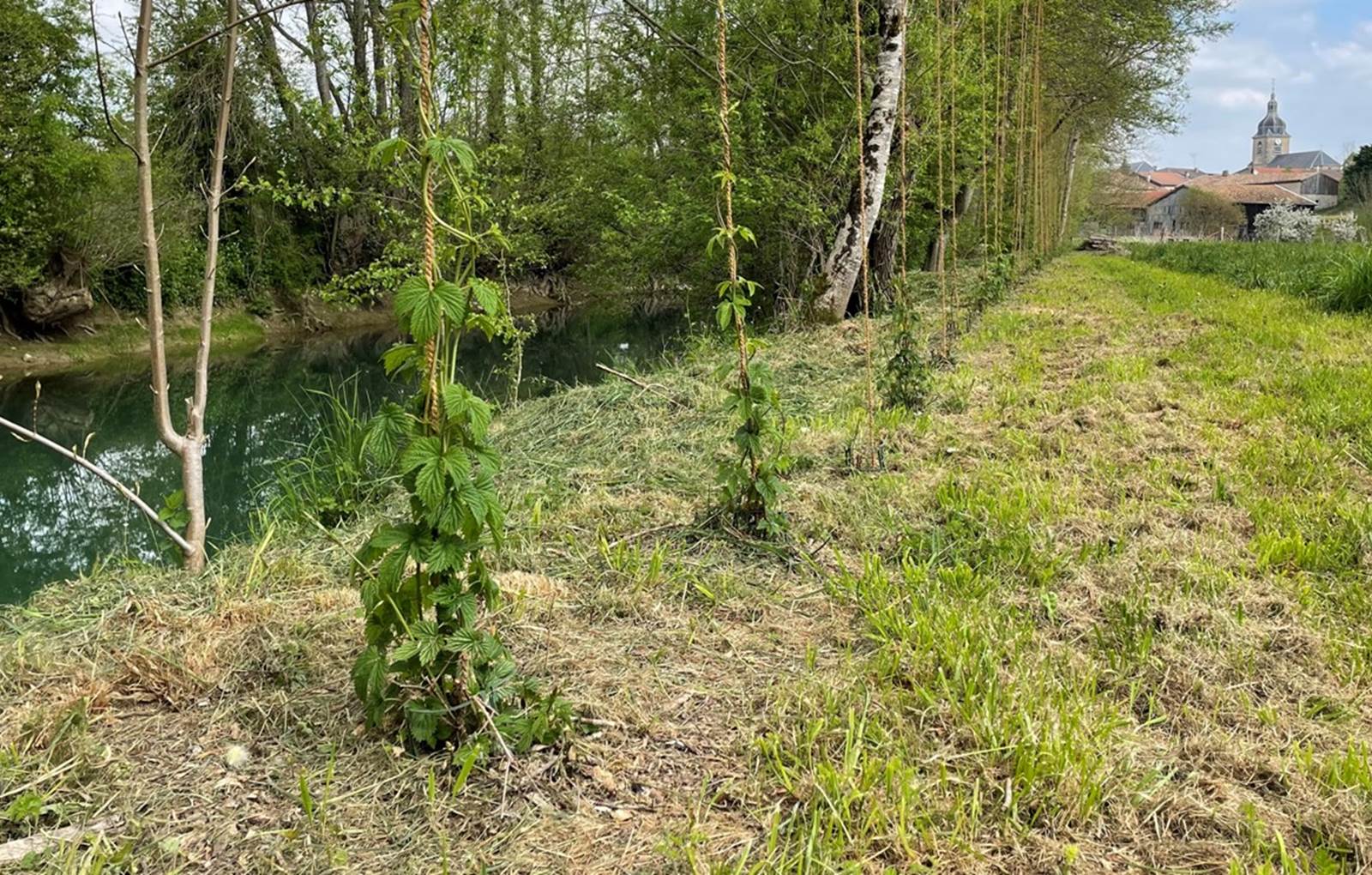 Elloha-Aire-carousel