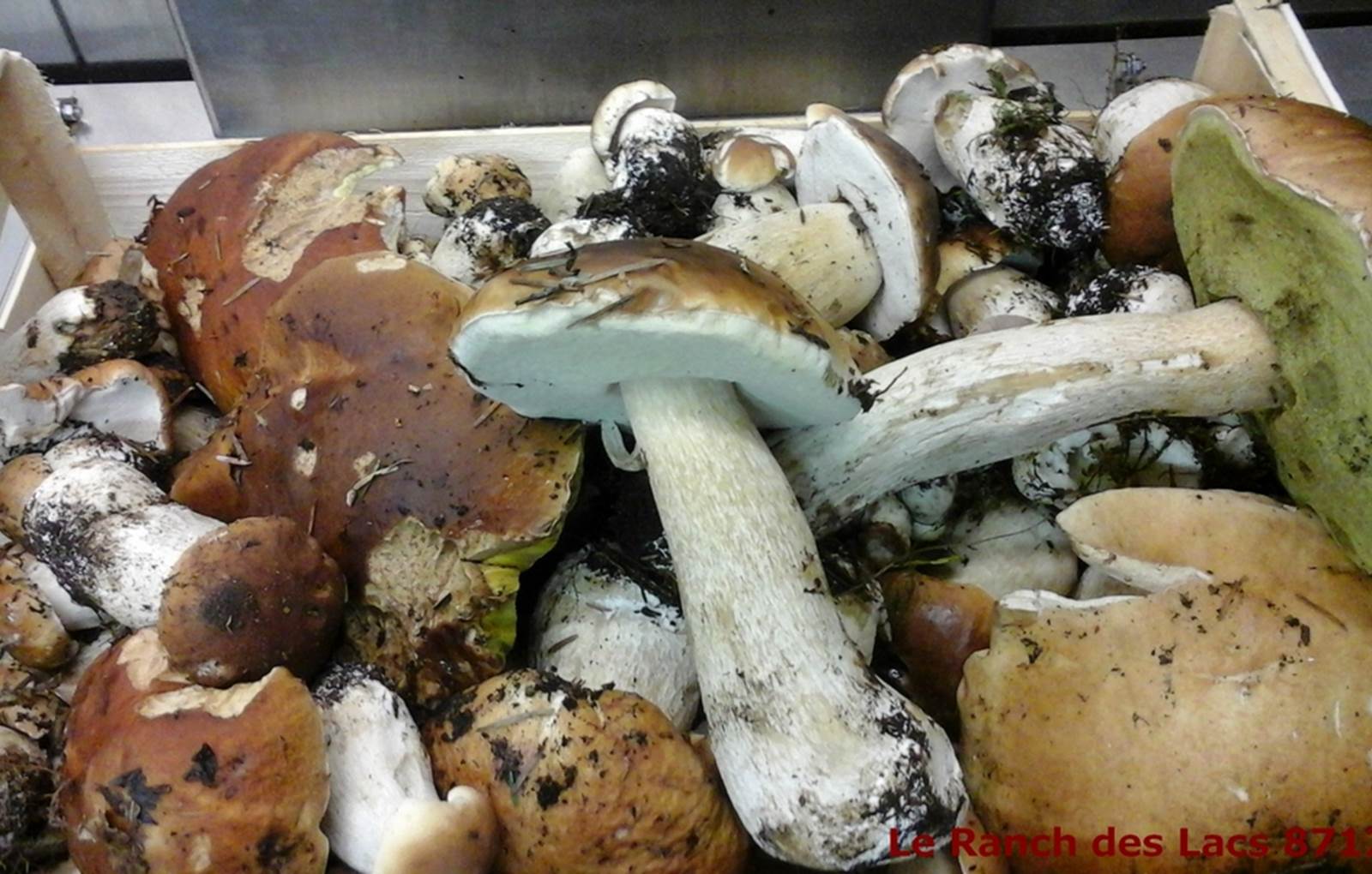 Vacances  nature cèpes Augne Masjoubert-carousel