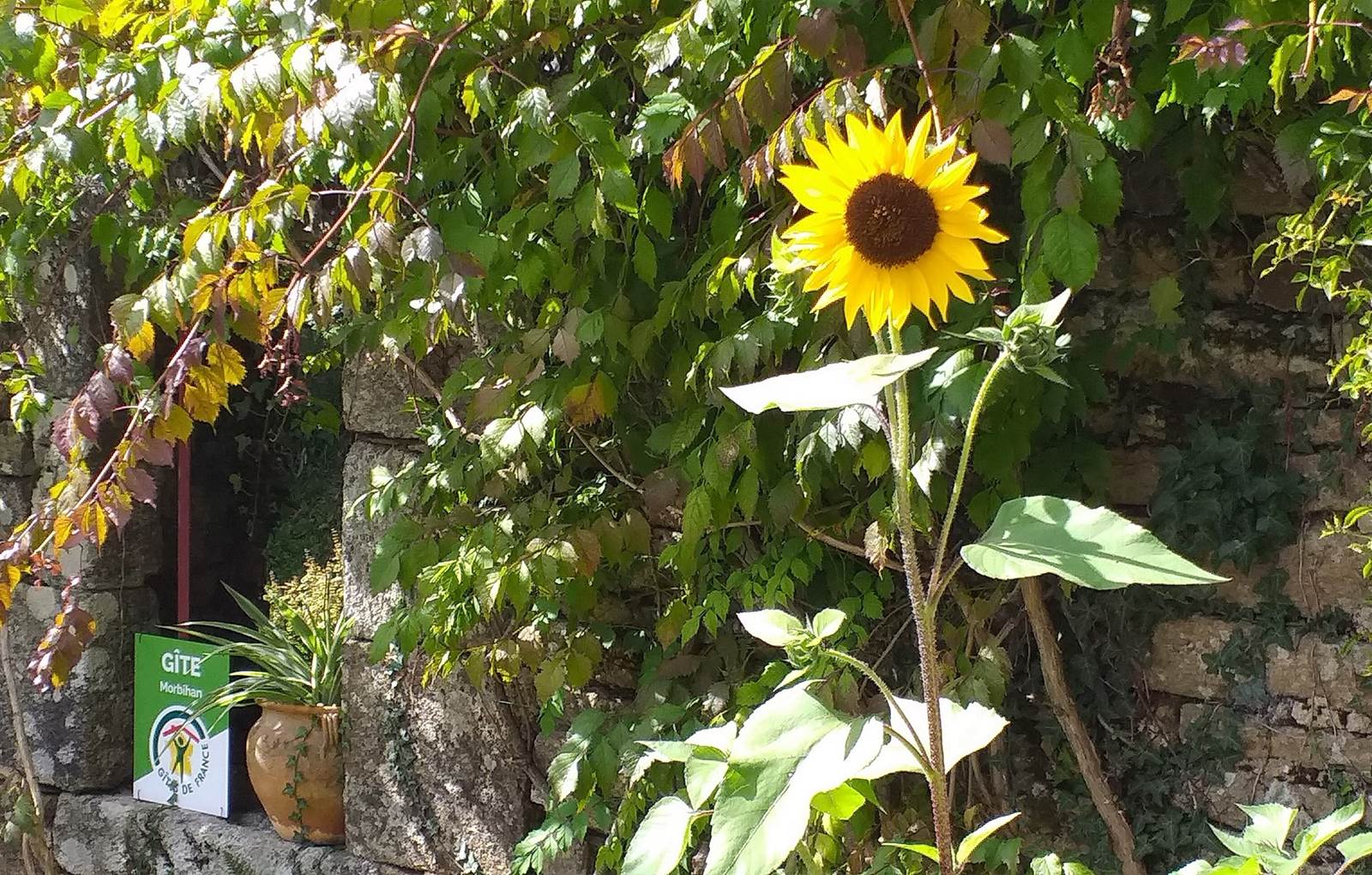 Pierres et végétation au Gîte-carousel