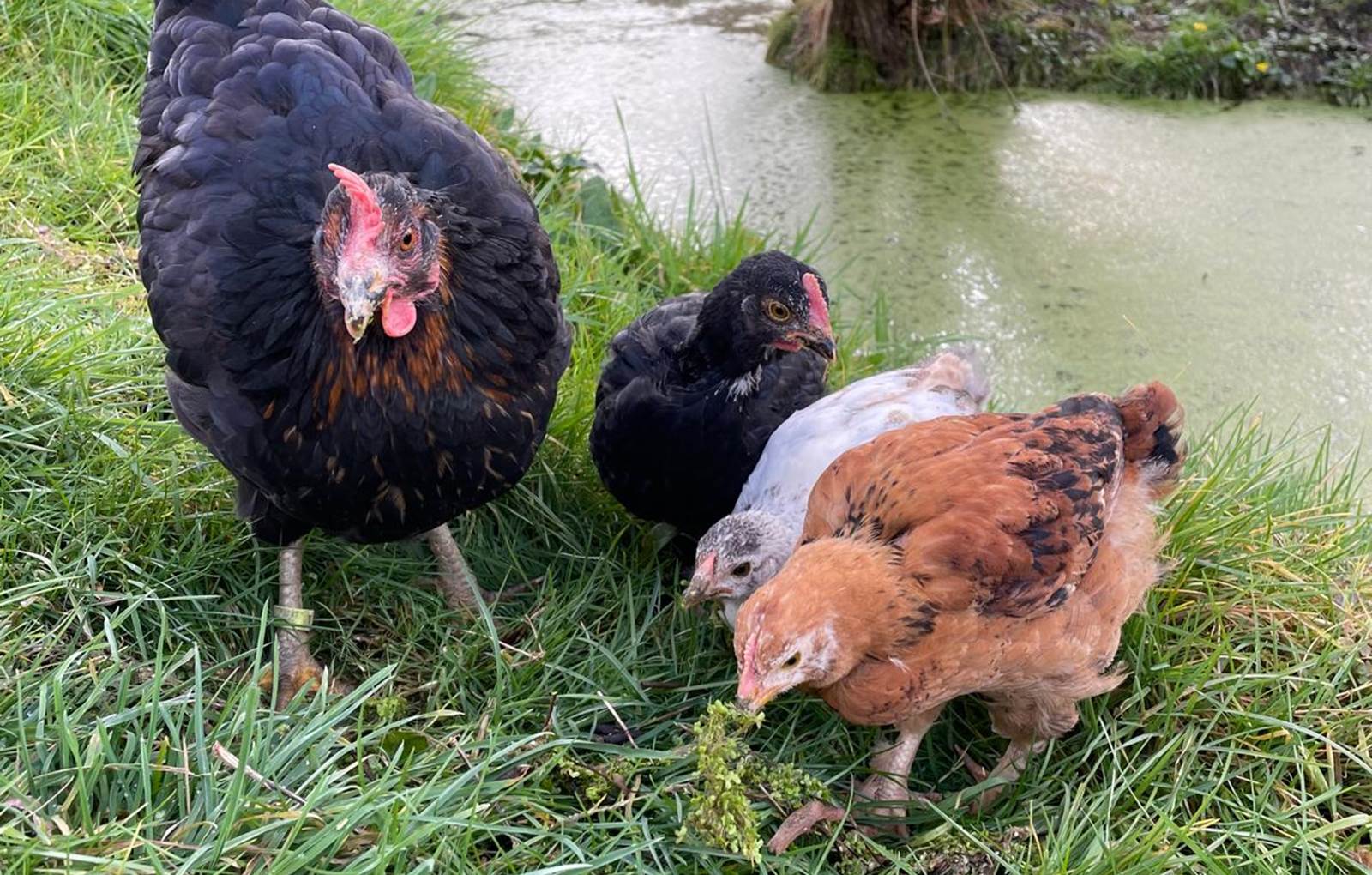 Les nouveaux piafs!-carousel