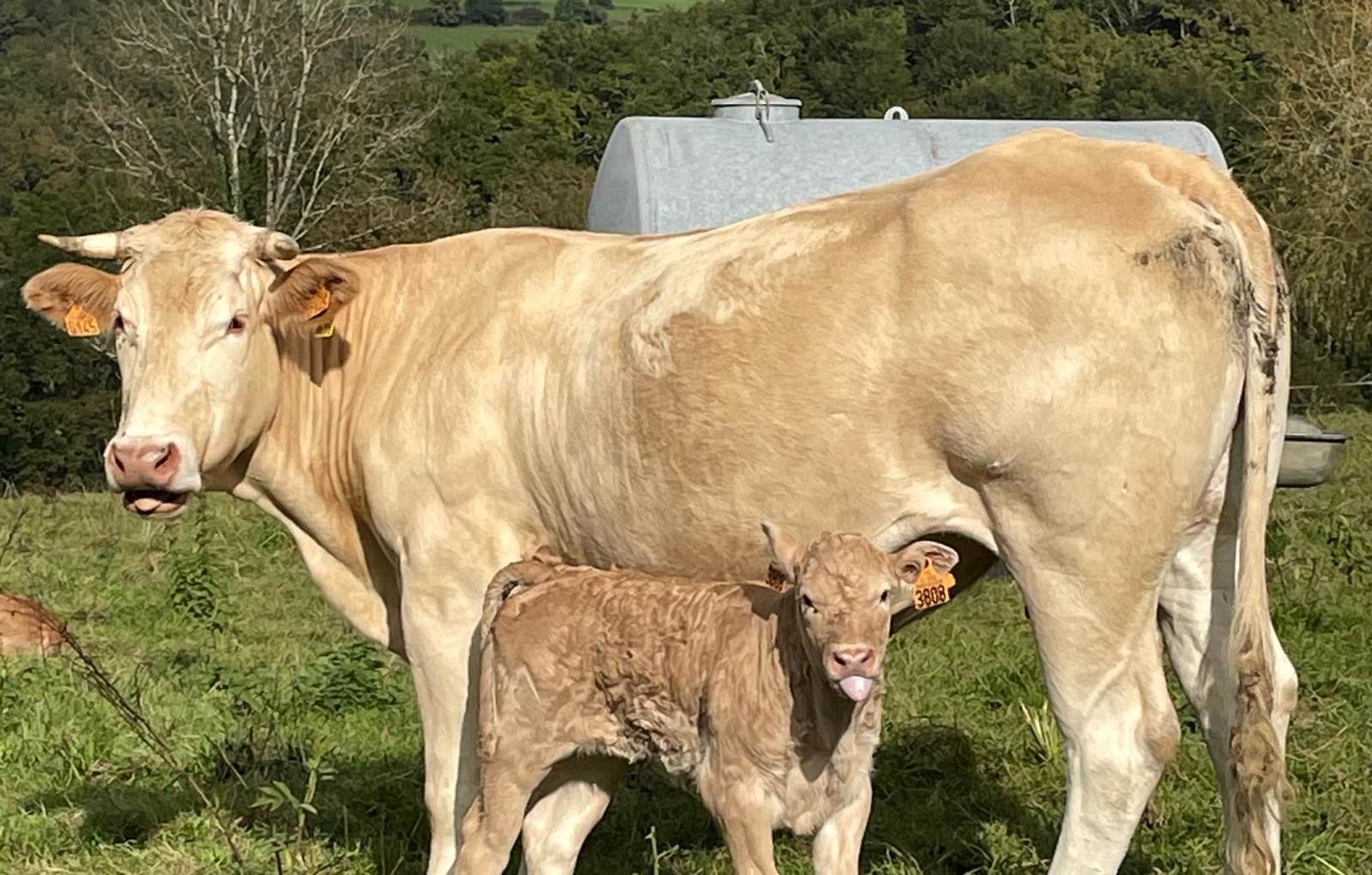 Les copines d'à côté-carousel