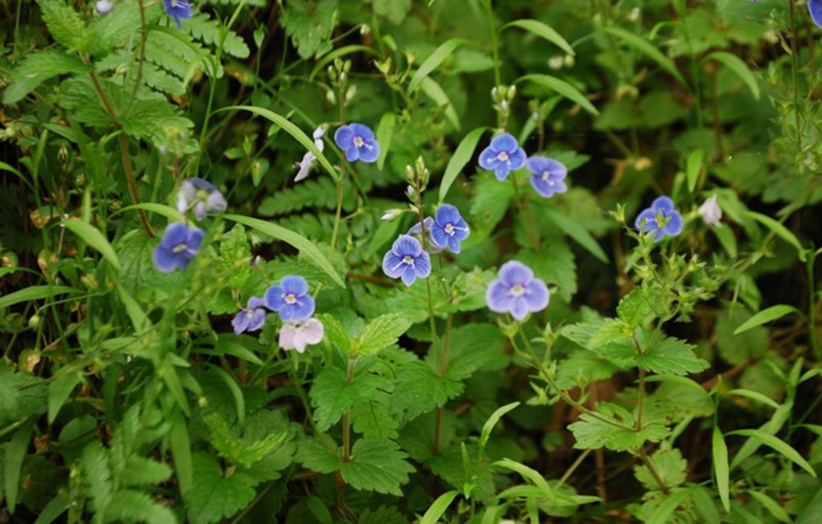 fleurs de bords de chemins Augne 87120-carousel