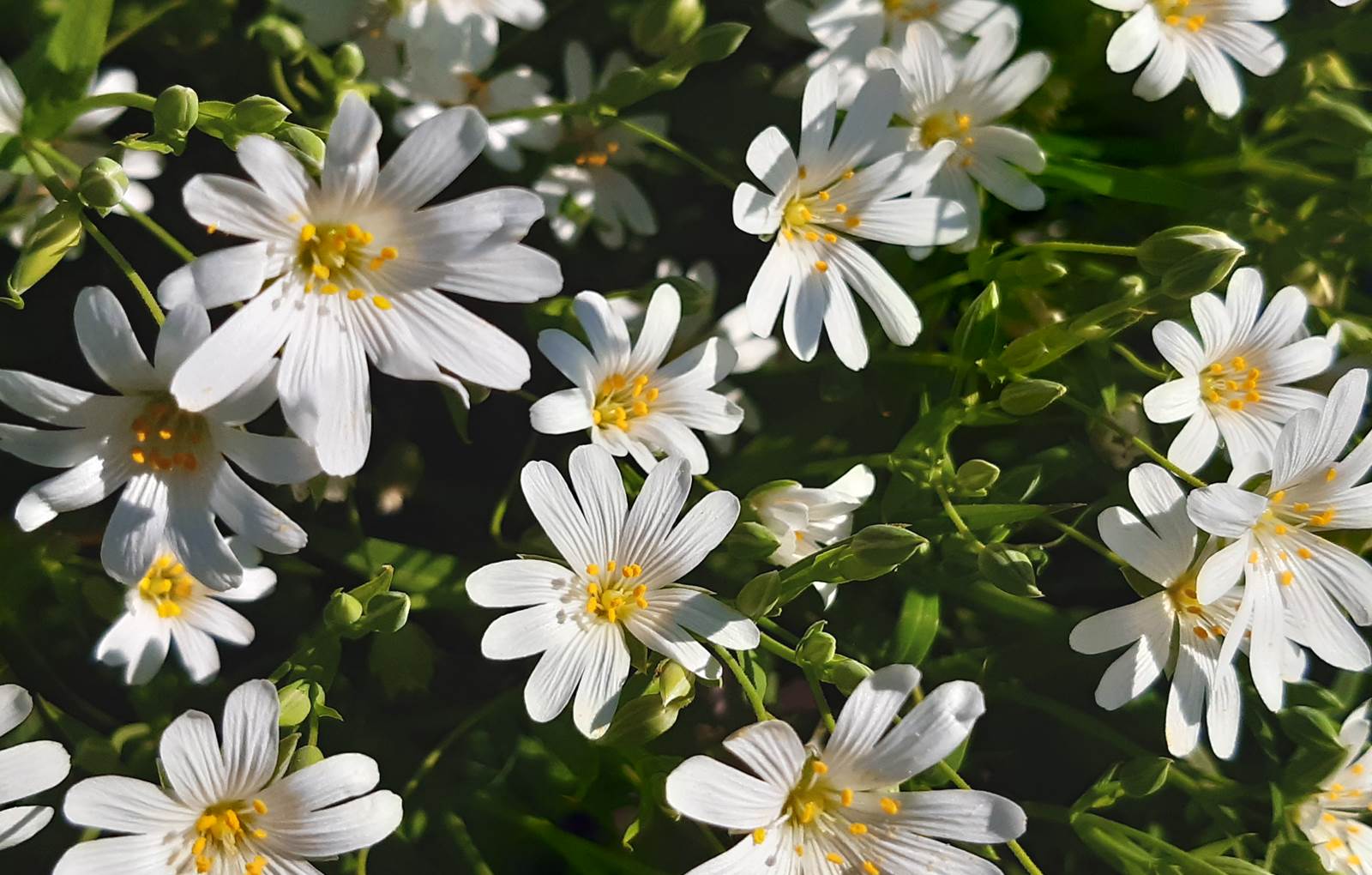 20200409_172958 petites fleurs blanches joli printemps 87120-carousel