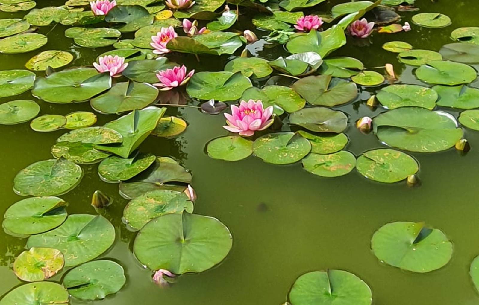 Nénuphars 1-carousel