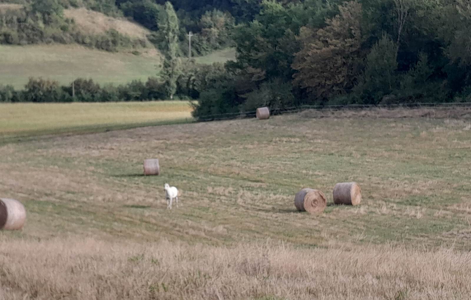 Domaine_de_Calabel©_Pouylebon_vacances_piscine_gers-carousel