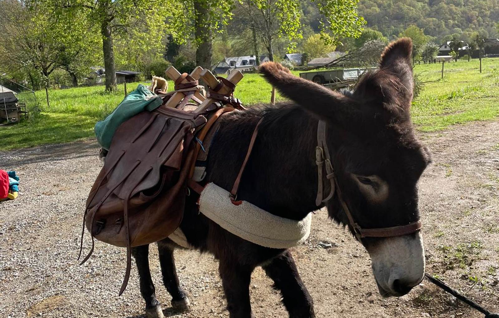 Accueil d'ânes-carousel