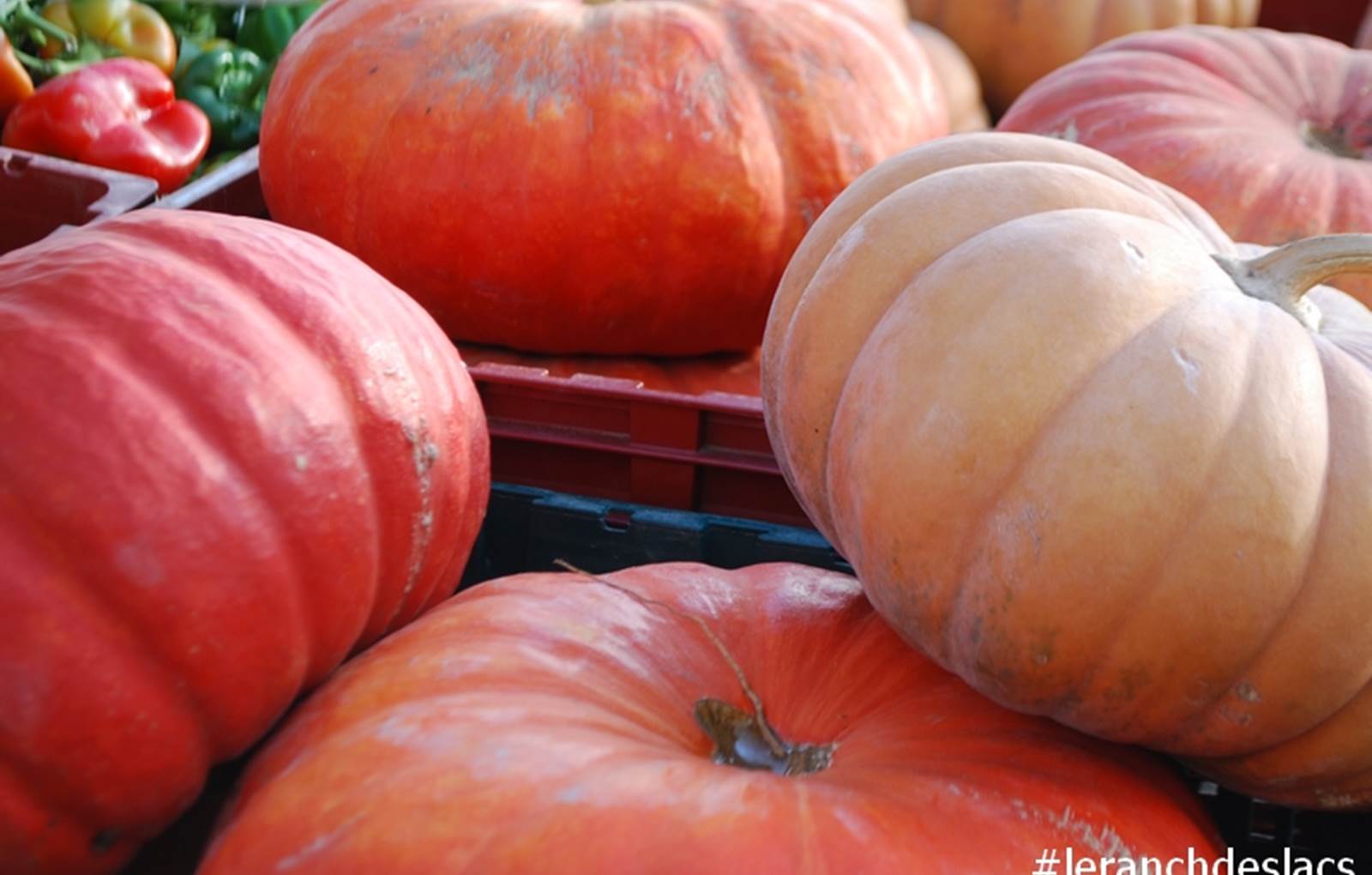 citrouilles d'automne Limousin Augne-carousel