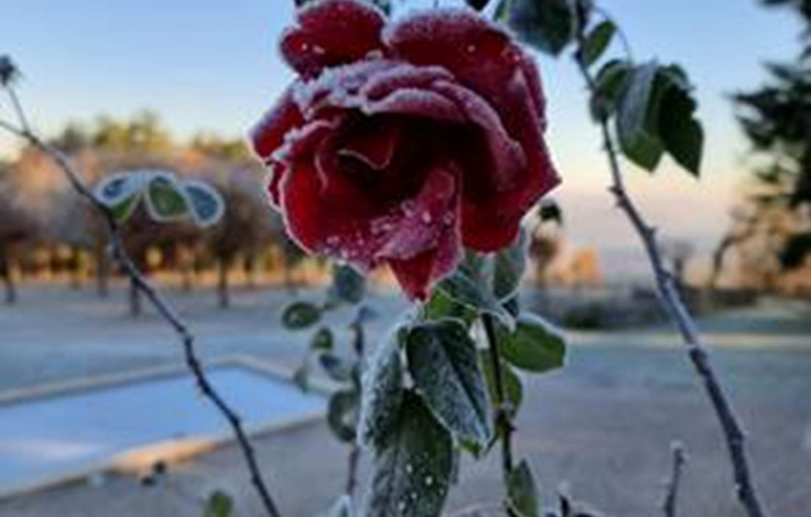 DERNIERES ROSE DE LA SAISON GIVREE-carousel