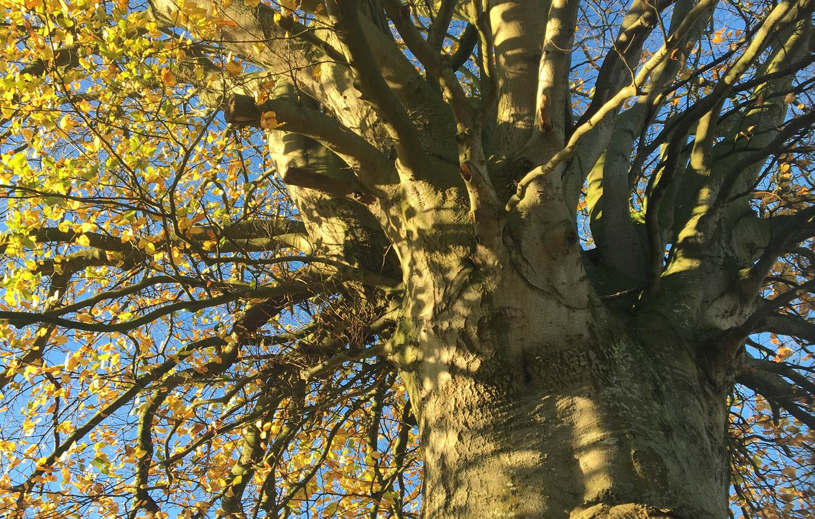 ClosSaintJoseph_Arbre Remarquable Tricentenaire-carousel