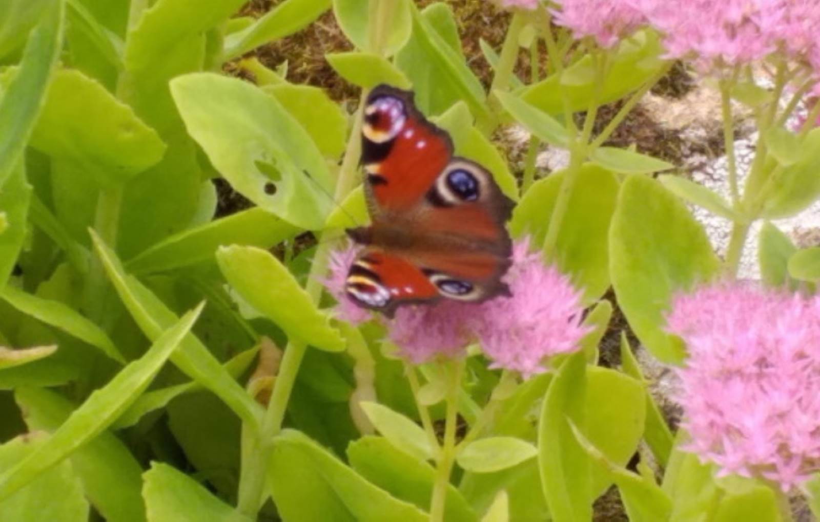 Papillon a admirer au jardin-carousel
