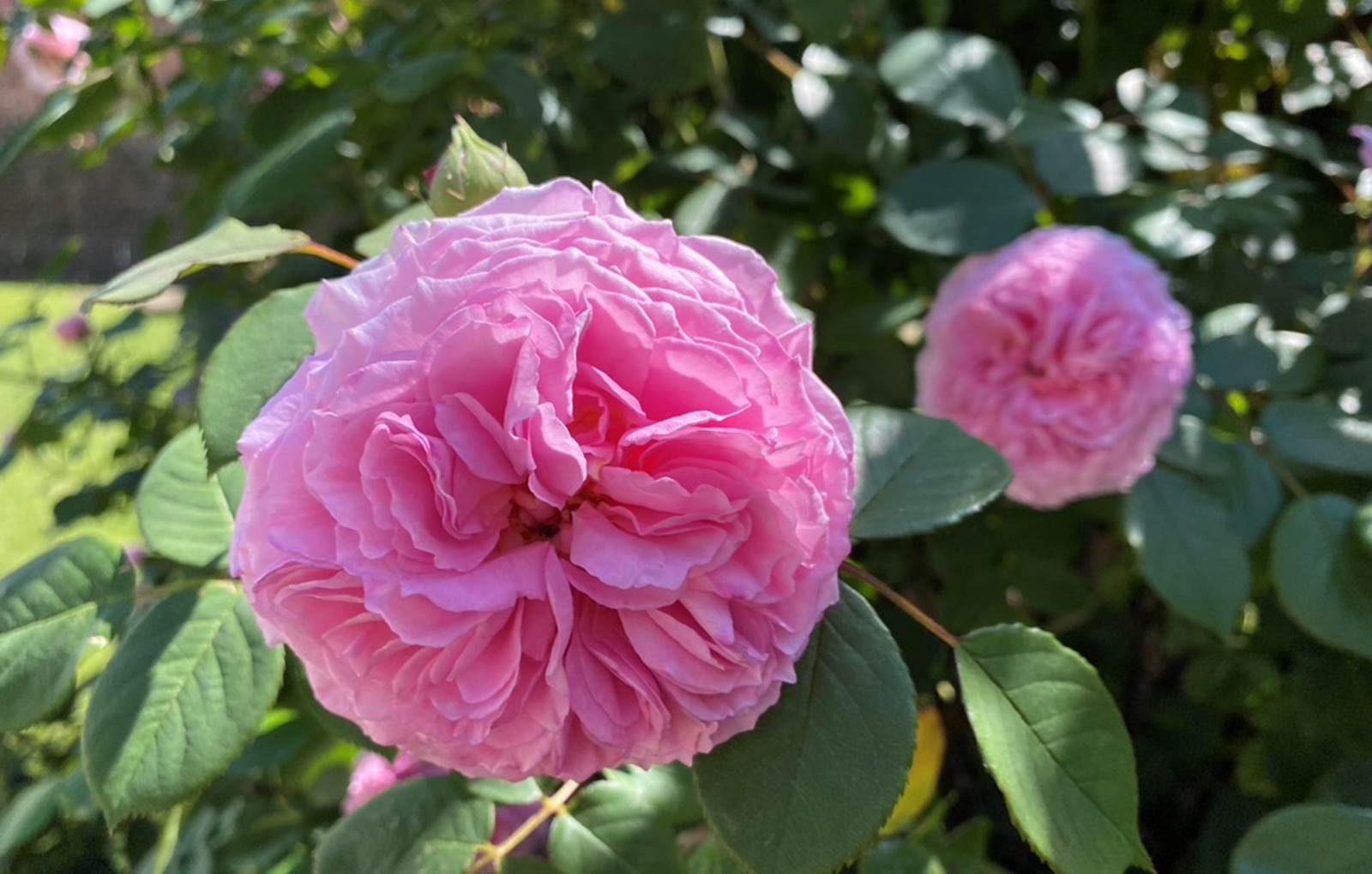 Rose du jardin-carousel