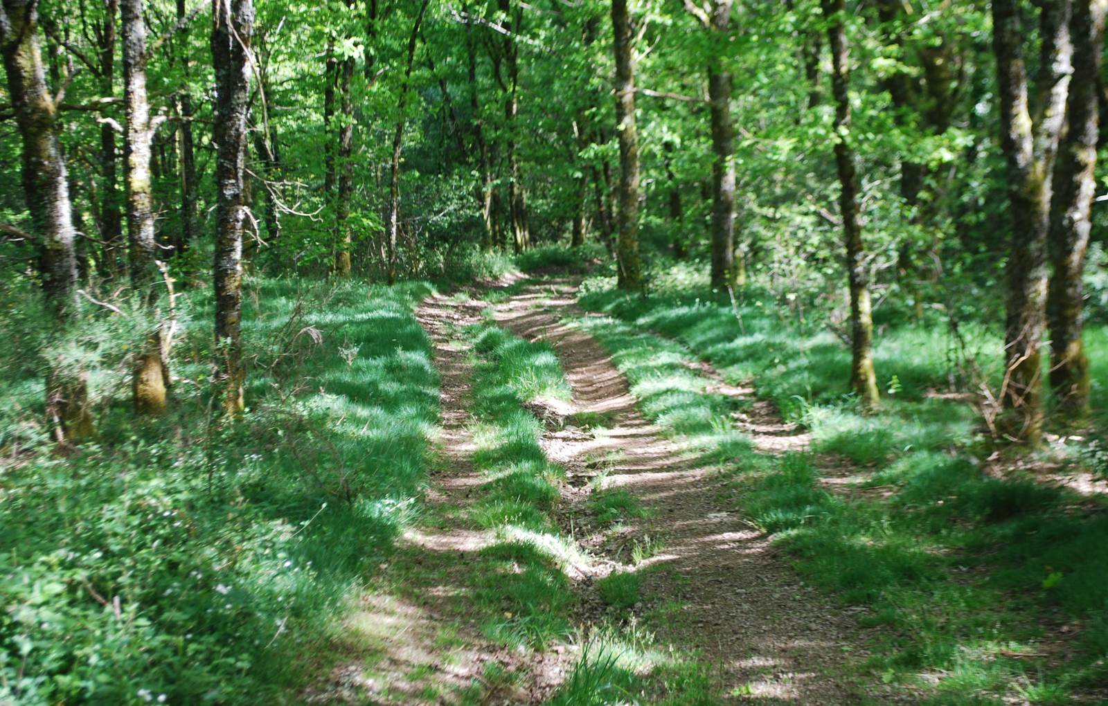 environs du Masjoubert- Vervialle ,balade, bois 87120 Augne-carousel