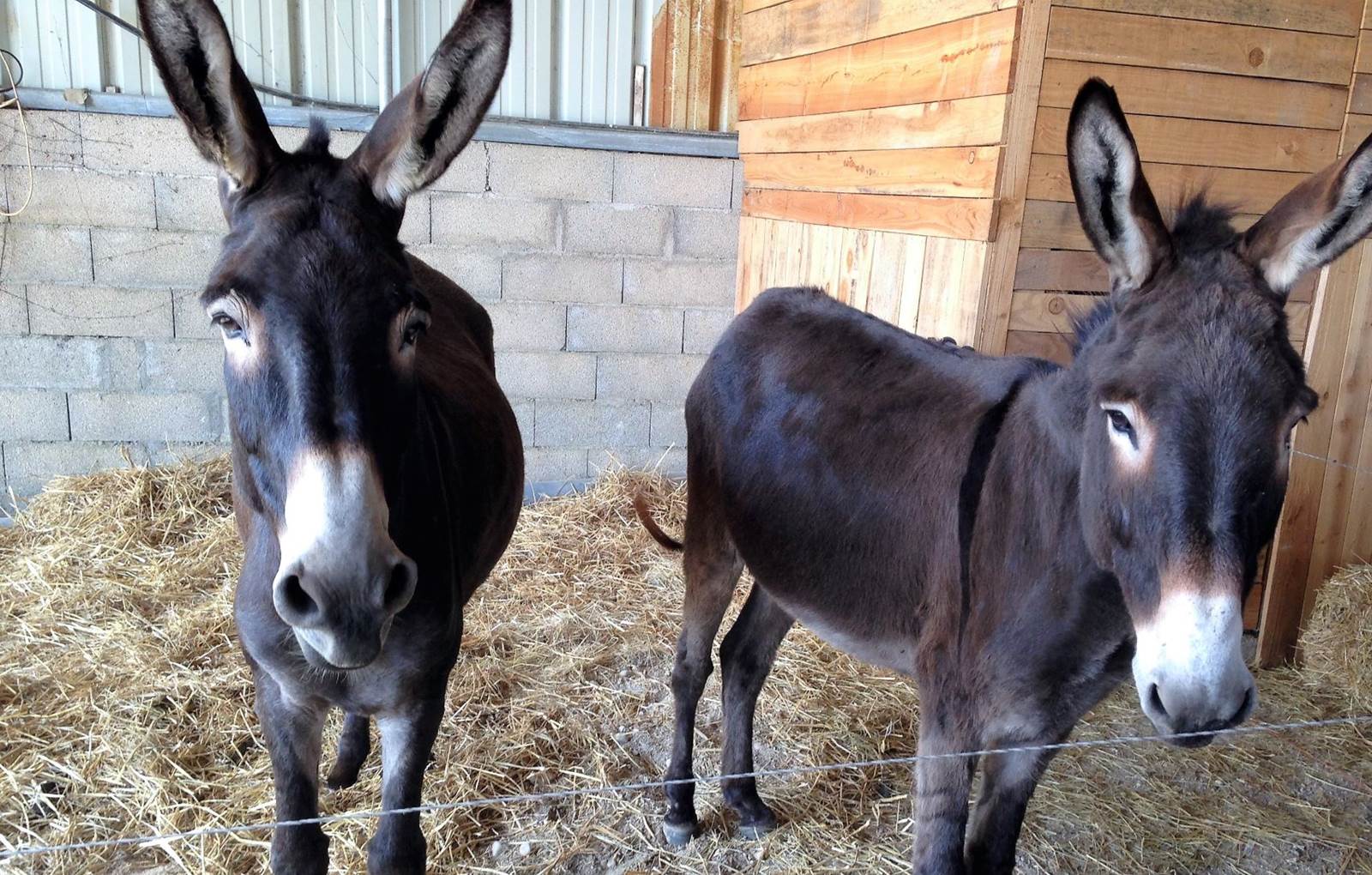 Safran et Lulu-carousel