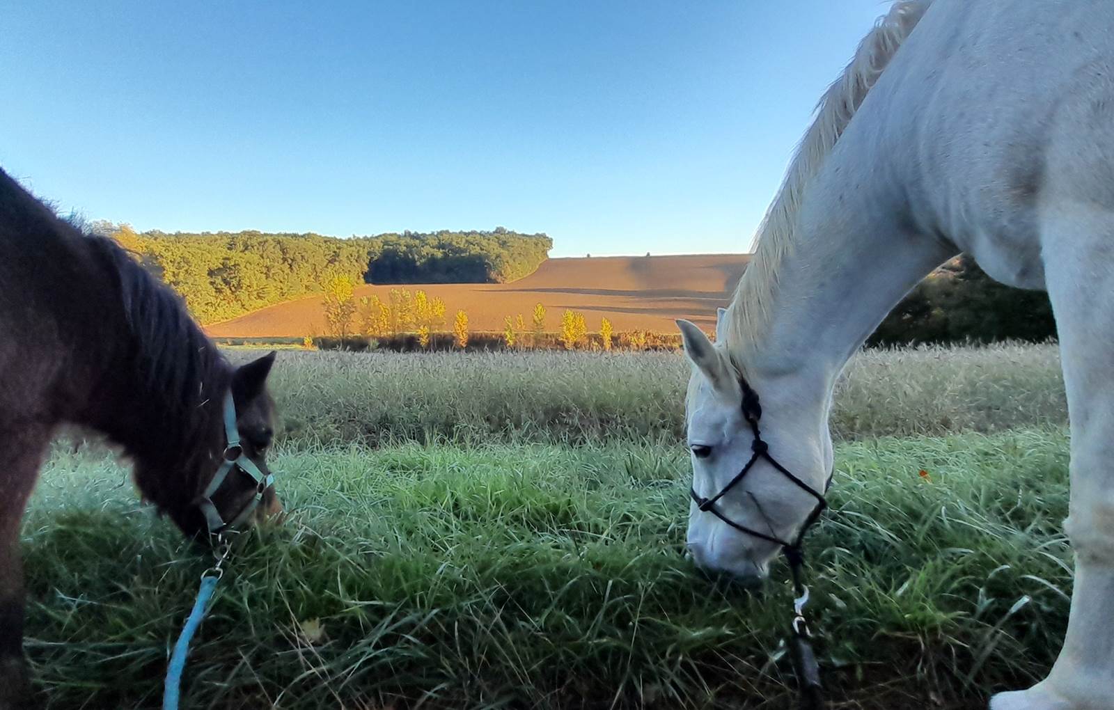 Domaine_de_Calabel©_Pouylebon_vacances_piscine_gers-carousel