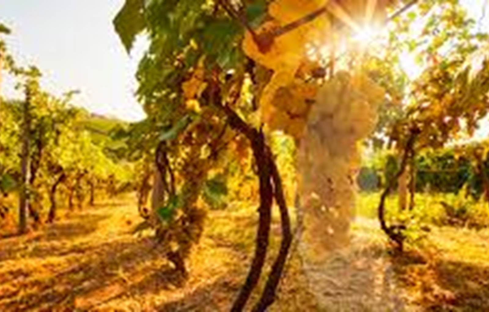 Les Rossignols-Coteaux du Giennois-carousel