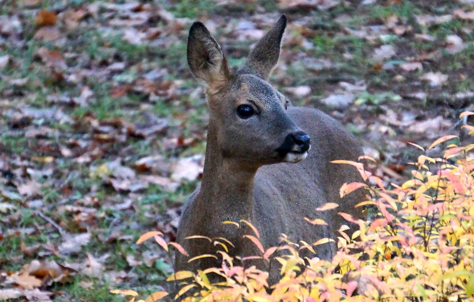 chevreuil chambres d'hôtes Feuillantines périgord-carousel