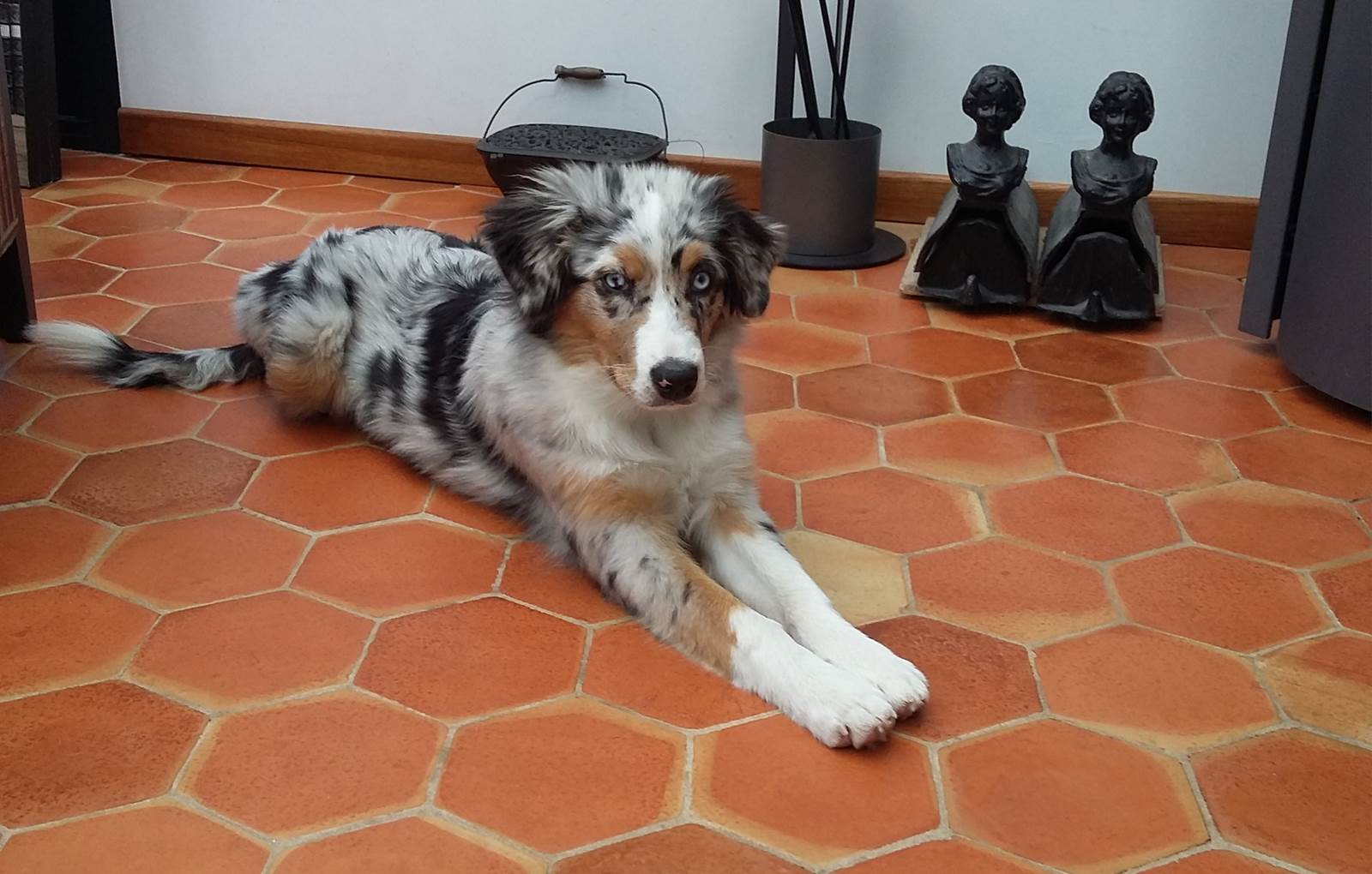 NUCCI NOTRE BERGERE AUSTRALIEN-carousel