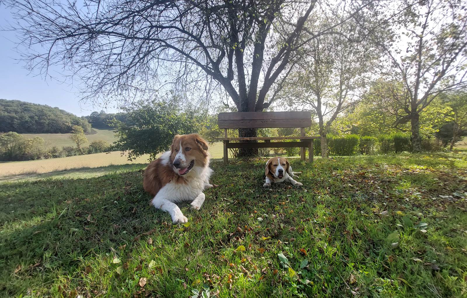 Domaine_de_Calabel©_Pouylebon_vacances_piscine_gers_chien-carousel