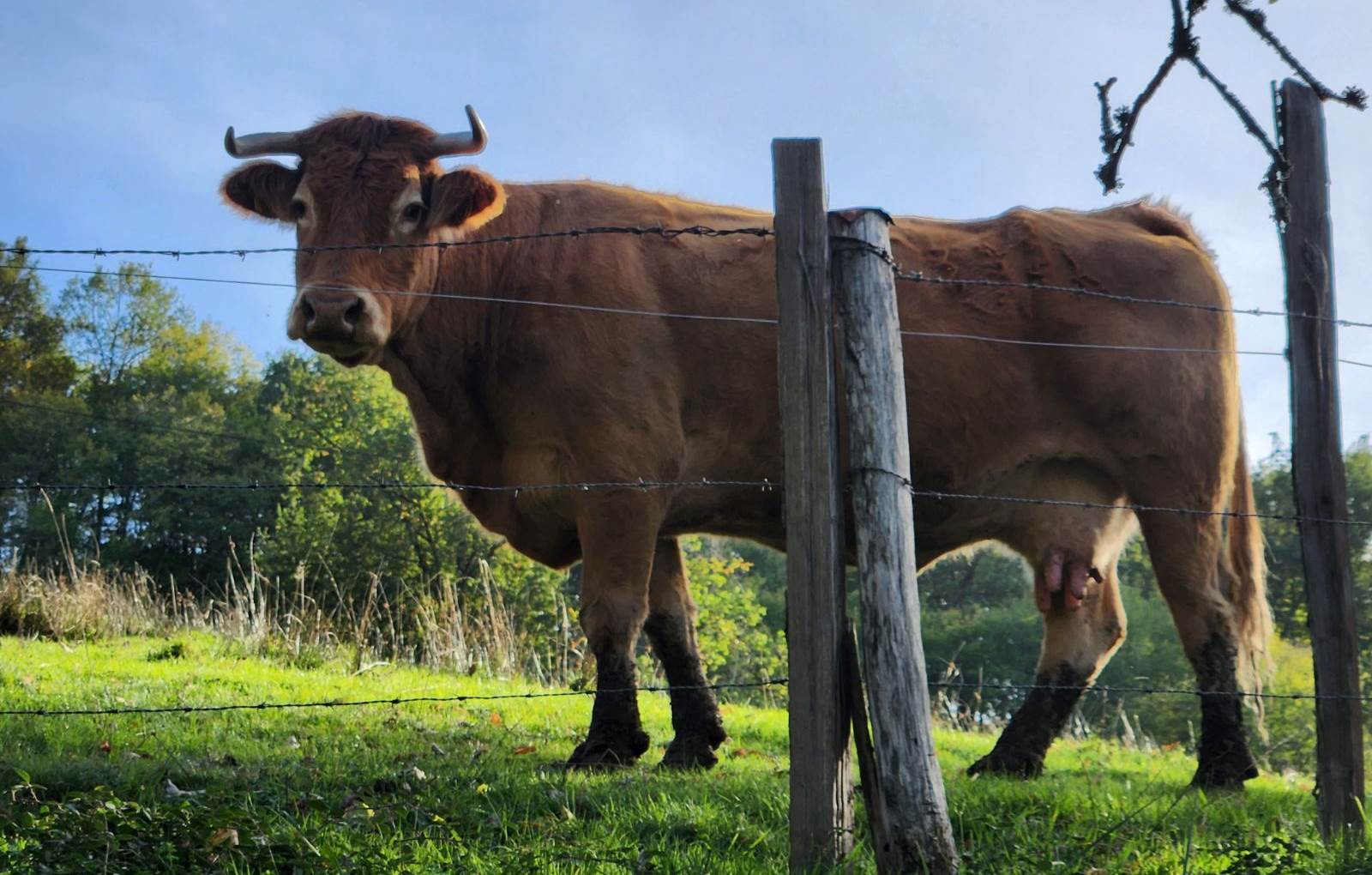La Maison du Sabotier - Gite Corrèze-carousel