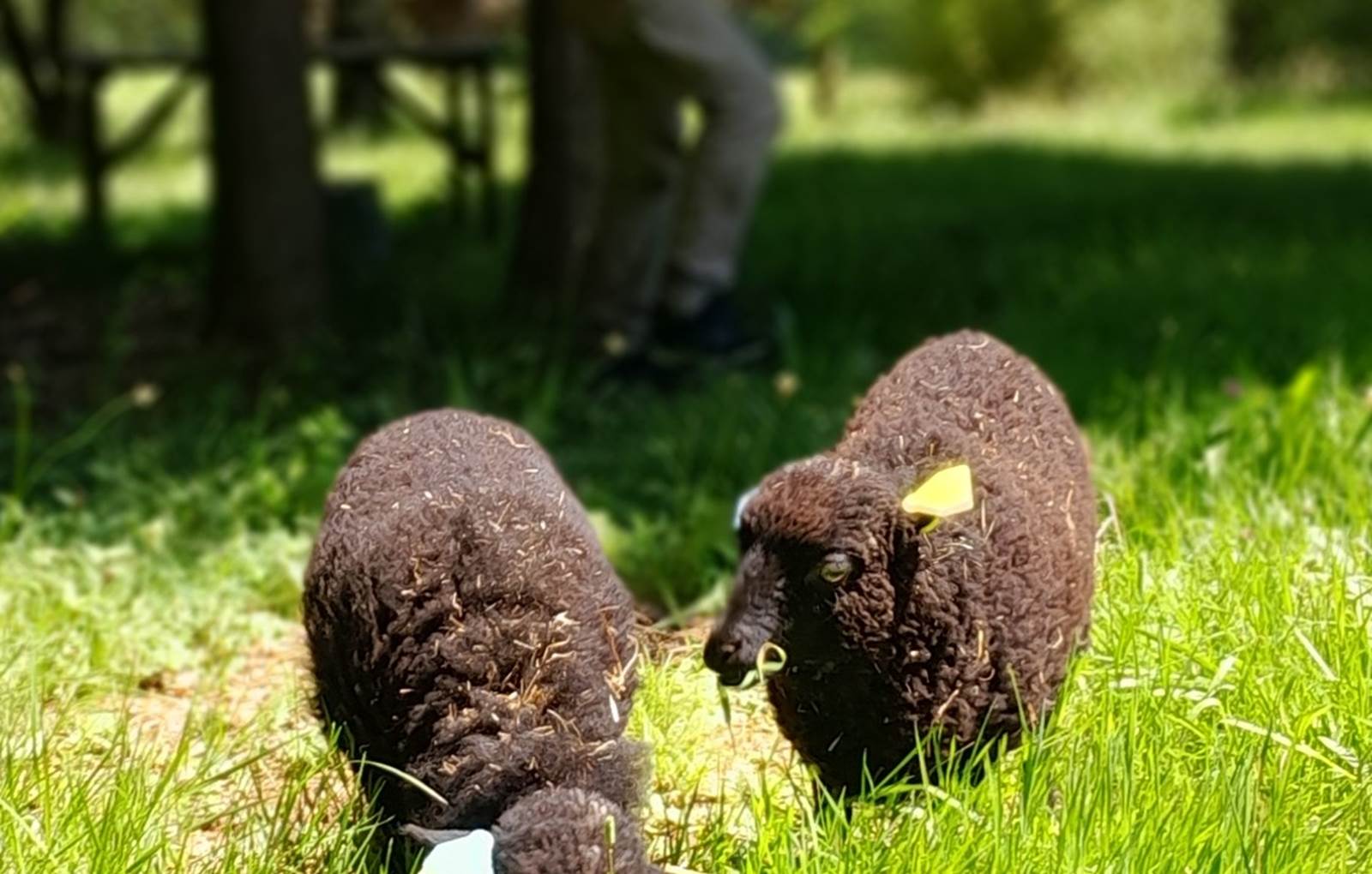 Domaine_de_Calabel©_Pouylebon_vacances_piscine_gers-carousel