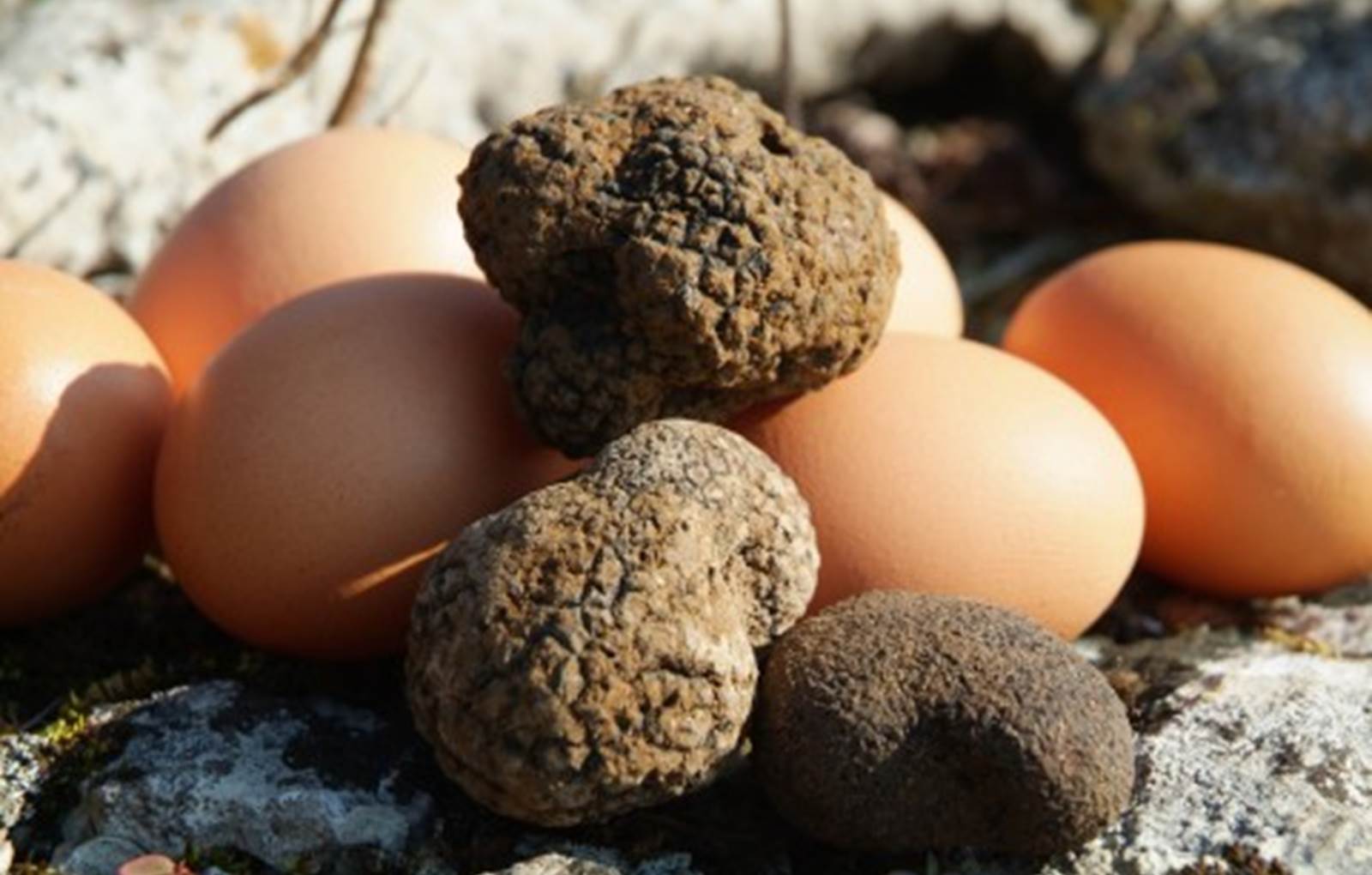 Récolte de truffes du Périgord territoire des gites de fred-carousel