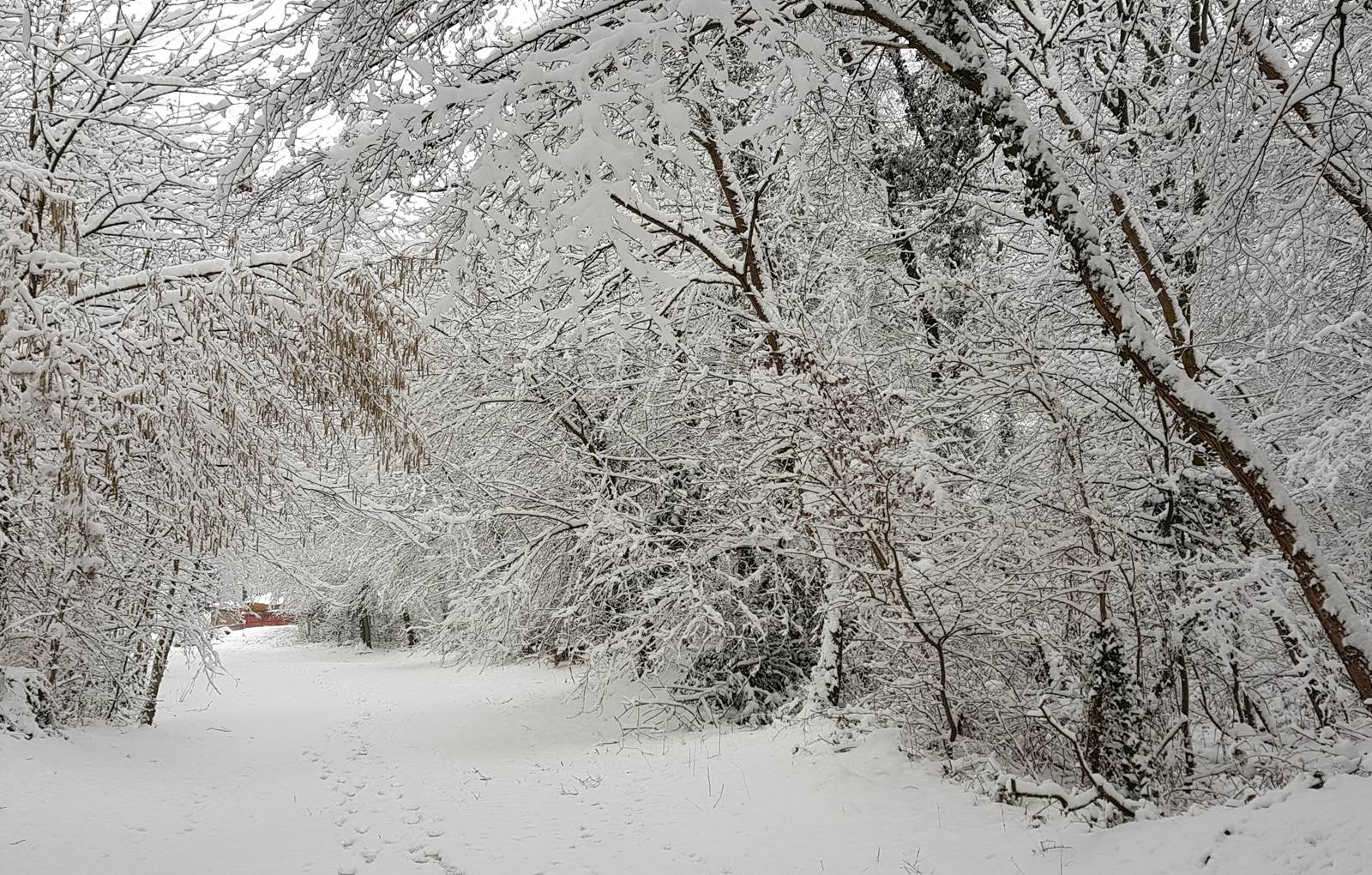 BALADE HIVERNALE DANS LE BOIS A 300M DE CHEZ NOUS-carousel