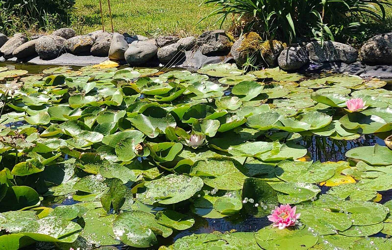 Entrée du SPA-carousel