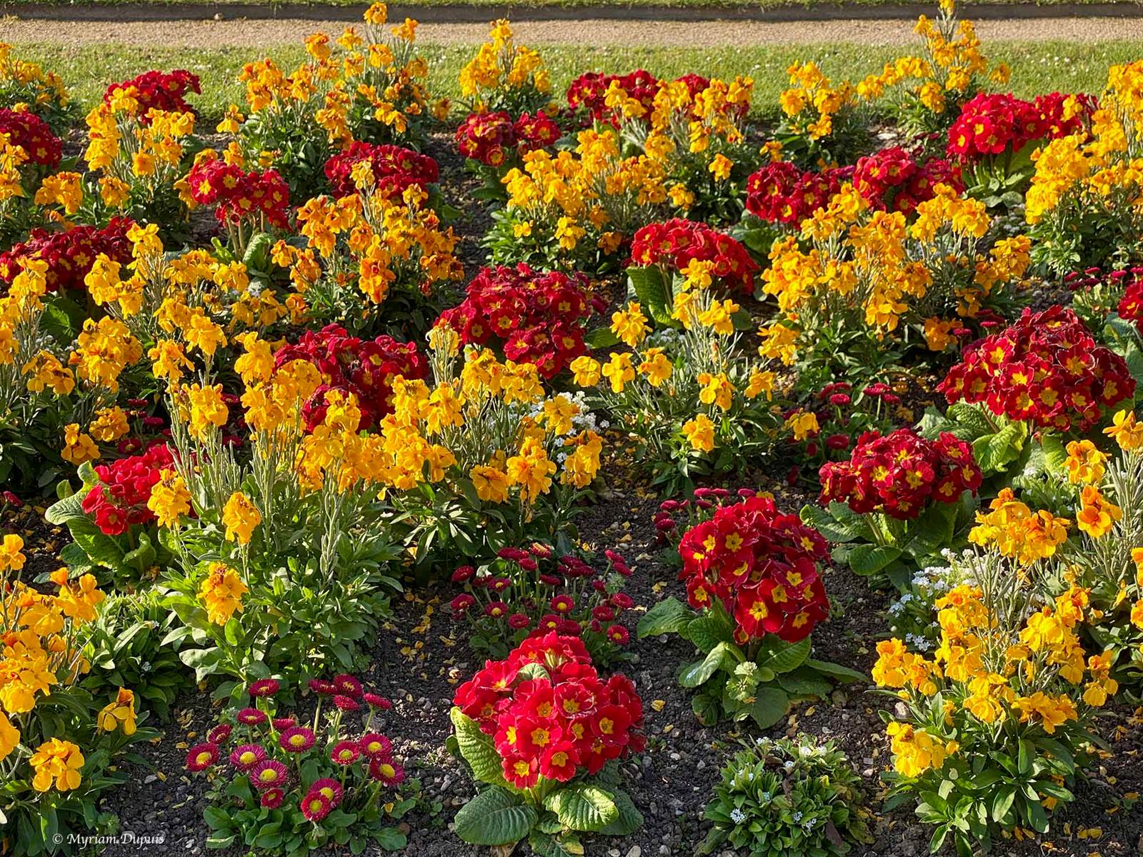 guidemyriam Platebande fleurie du Jardin du Luxembourg
