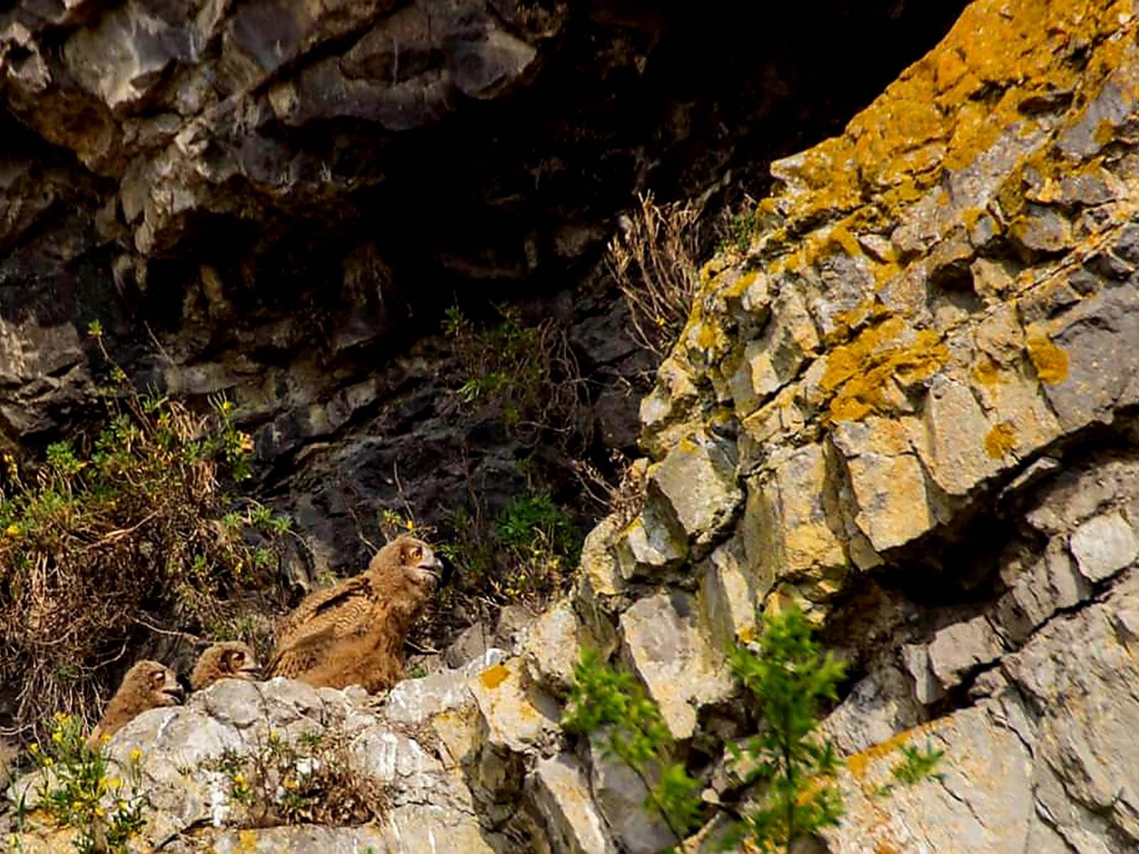 Falaise Couvin-carousel